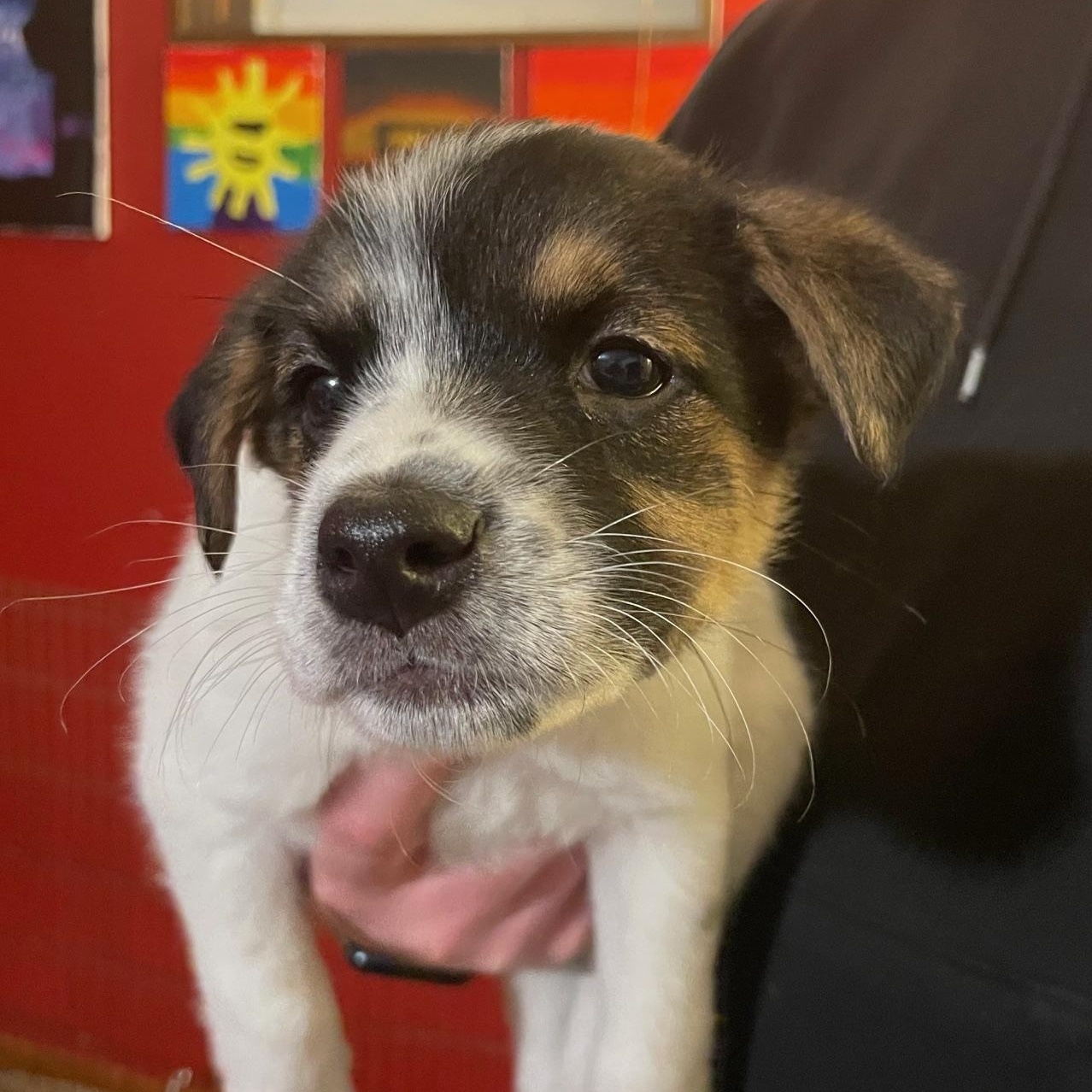 Enlarge Darcy, a ADOPTABLE mixed breed in Minneapolis, MN image 6/6