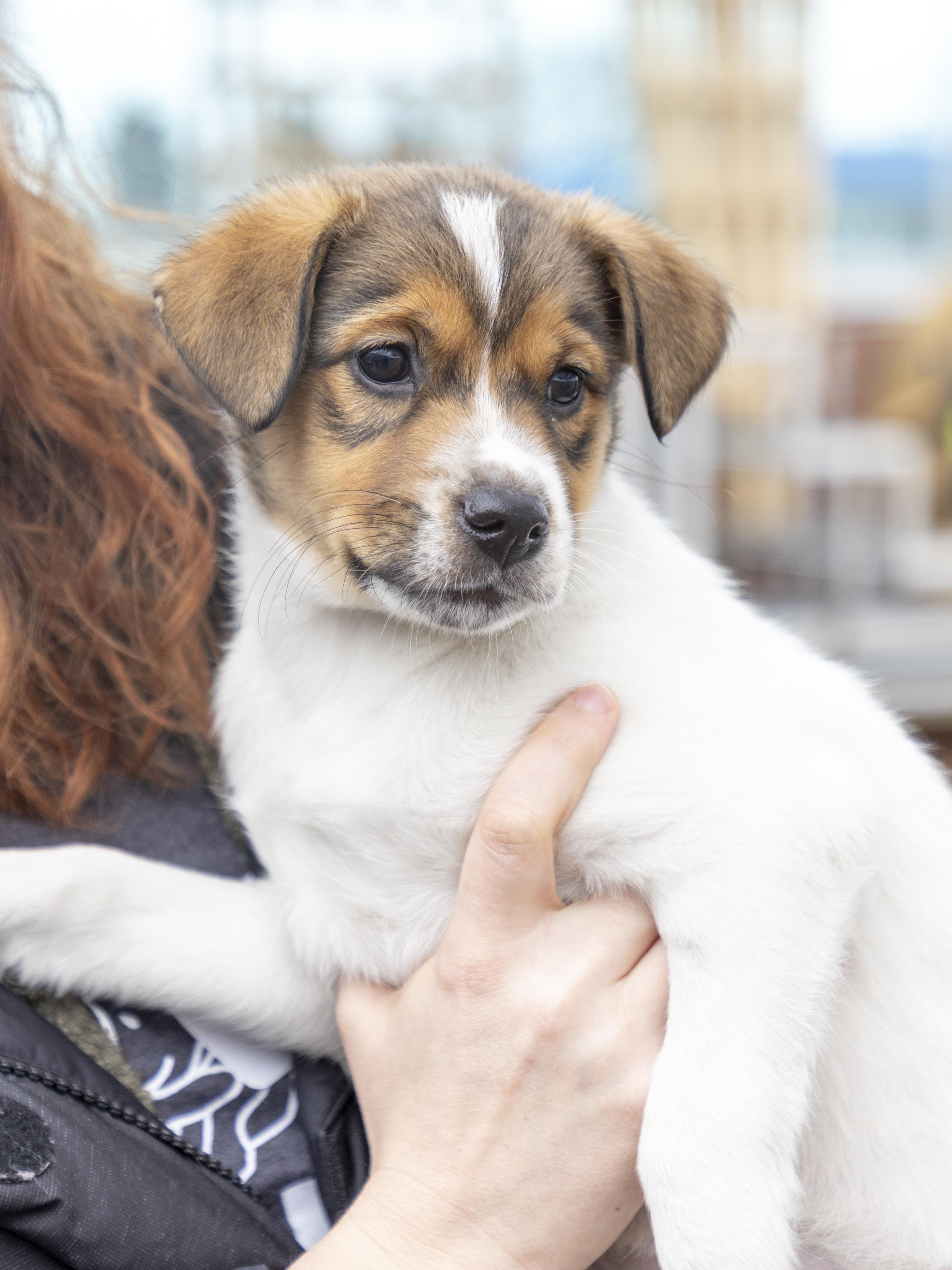 Enlarge Darcy, a ADOPTABLE mixed breed in Minneapolis, MN image 4/6