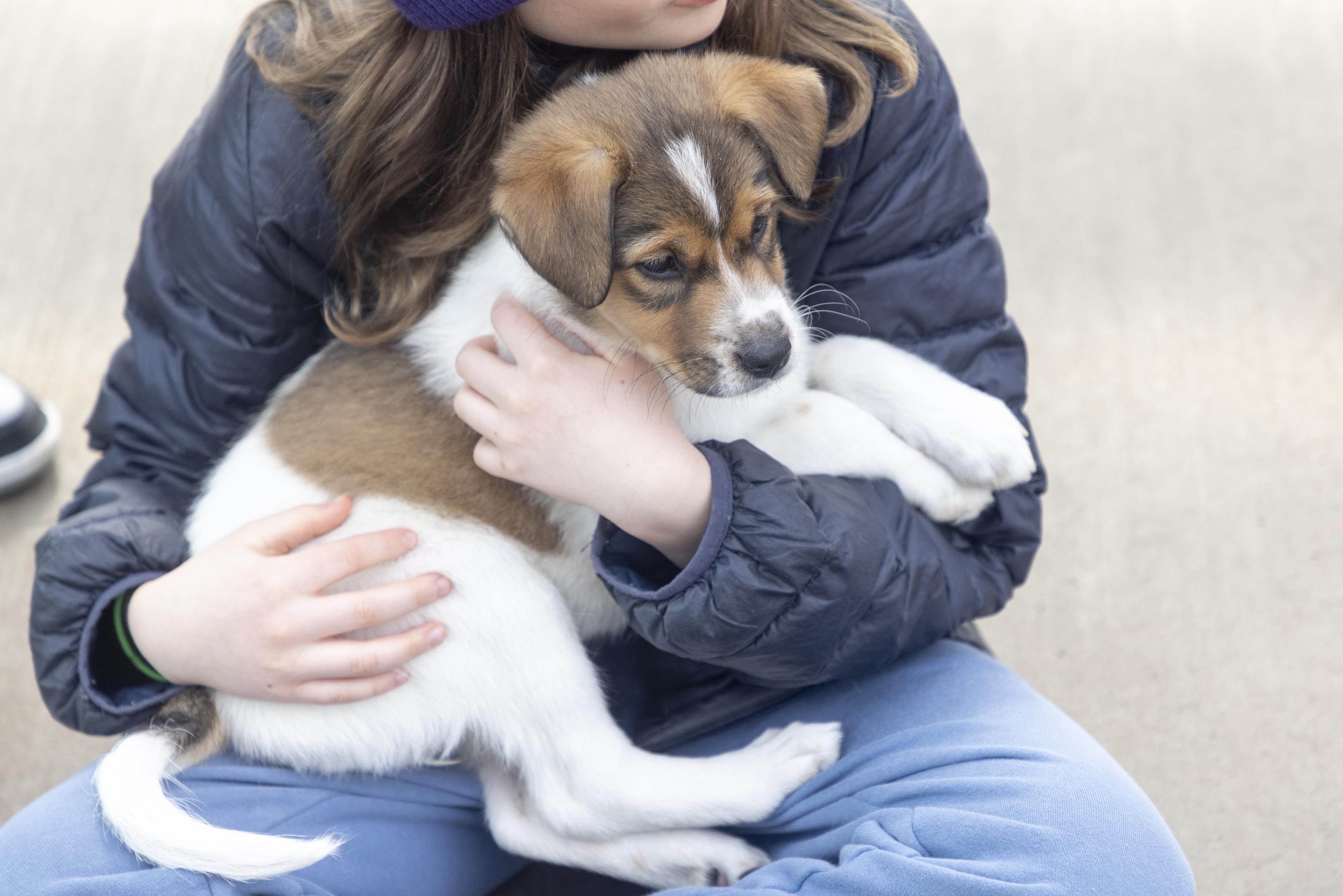 Enlarge Darcy, a ADOPTABLE mixed breed in Minneapolis, MN image 3/6