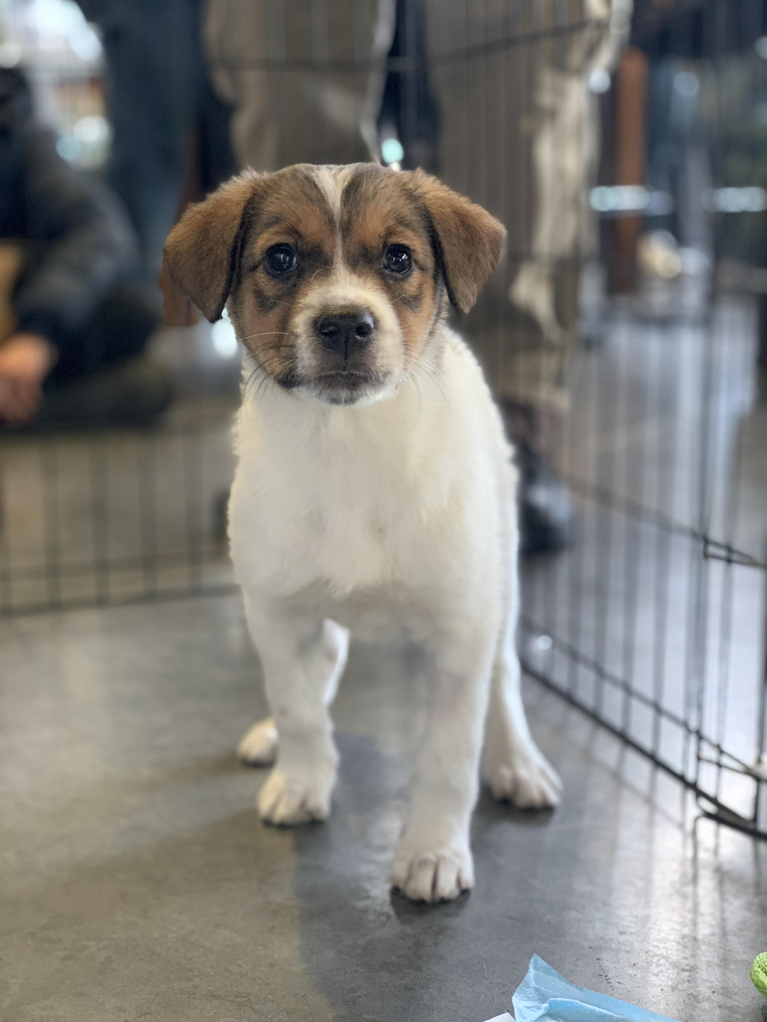 Darcy, ADOPTABLE, Puppy Female Australian Shepherd & Mixed Breed.