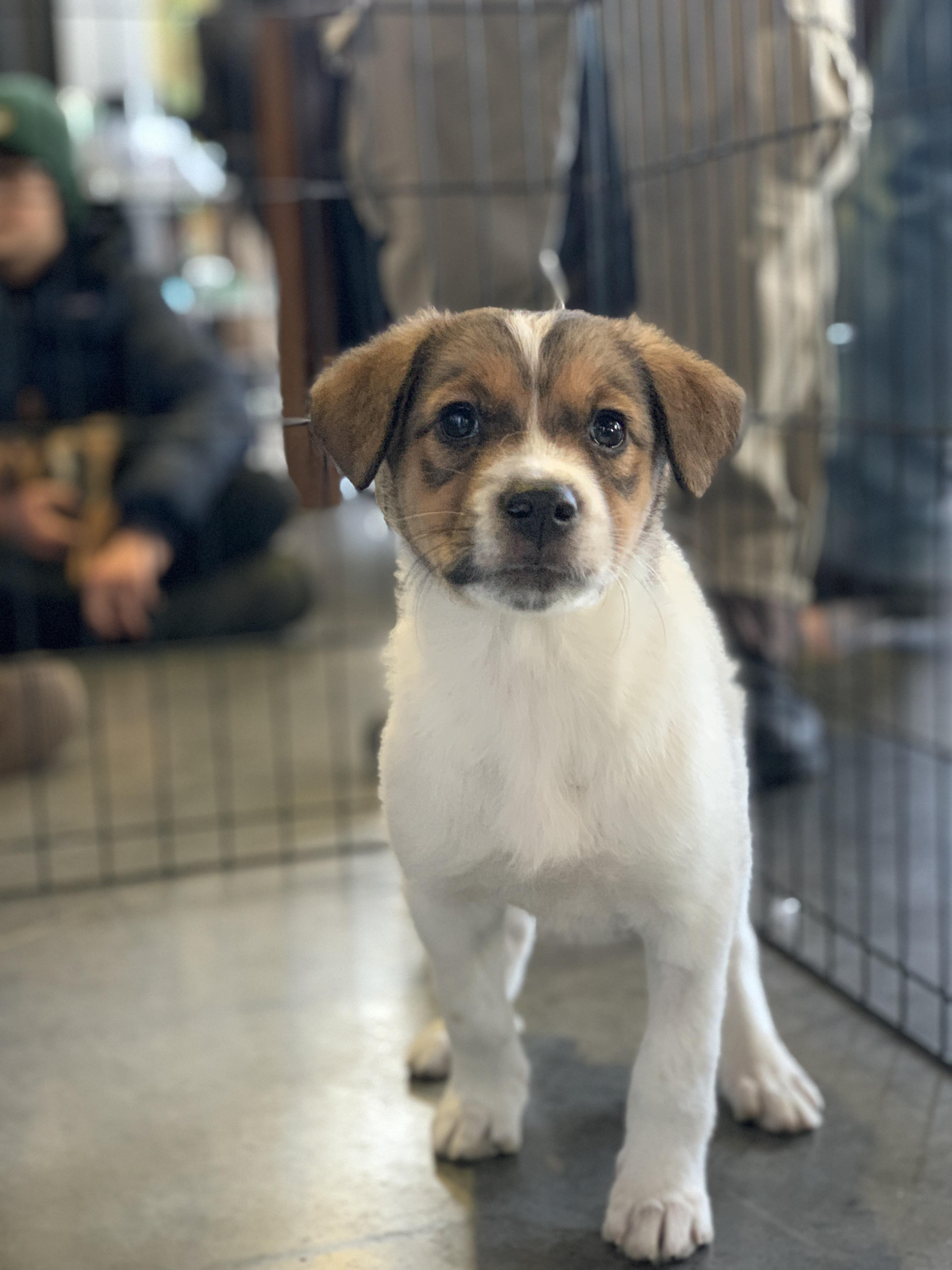 Enlarge Darcy, a ADOPTABLE mixed breed in Minneapolis, MN image 2/6