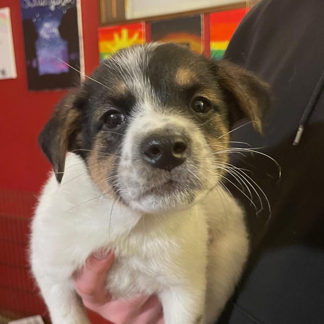 Enlarge Darcy, a ADOPTABLE mixed breed in Minneapolis, MN image 5/6