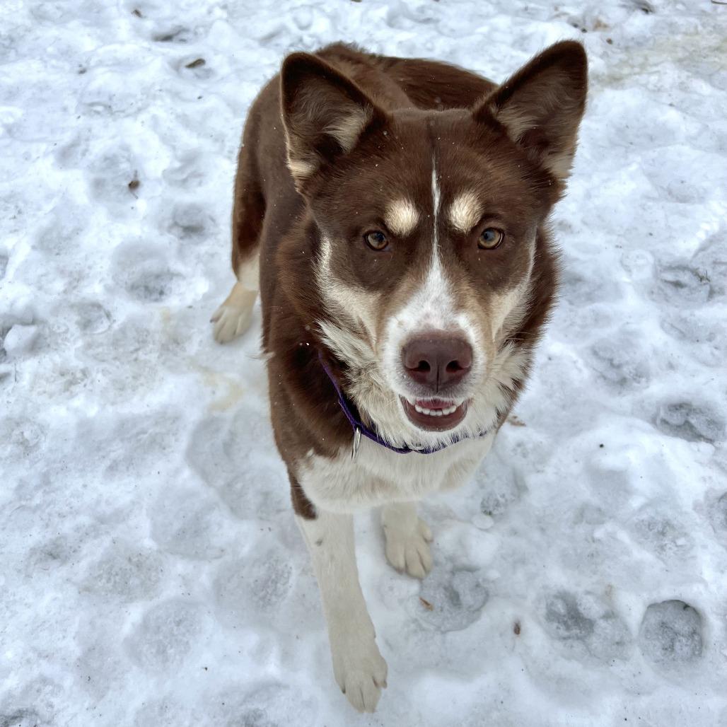 Enlarge Summit, a Adoptable mixed breed in Wadena, MN image 1/6