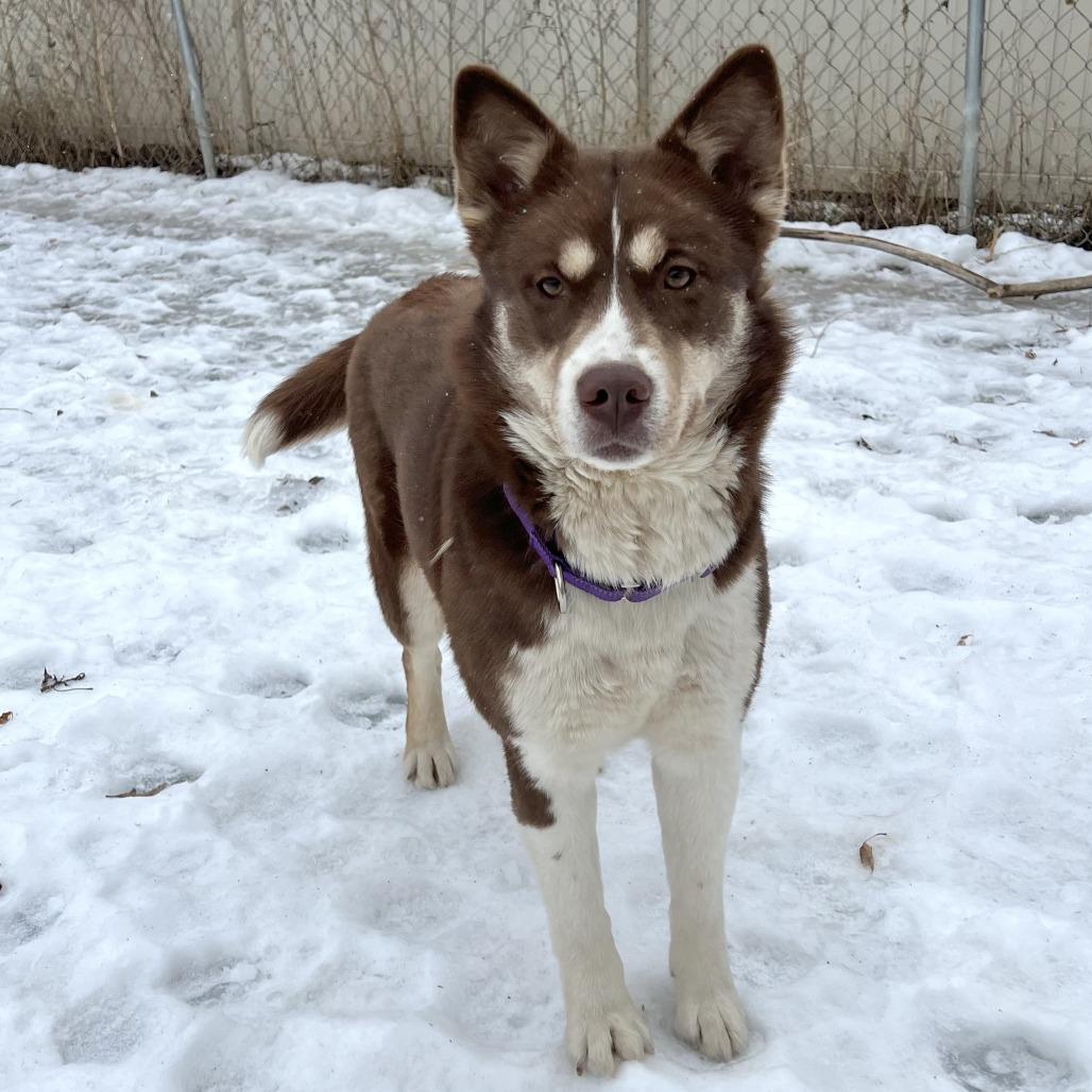 Enlarge Summit, a Adoptable mixed breed in Wadena, MN image 3/6