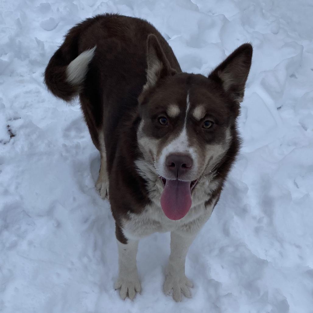 Enlarge Summit, a Adoptable mixed breed in Wadena, MN image 4/6