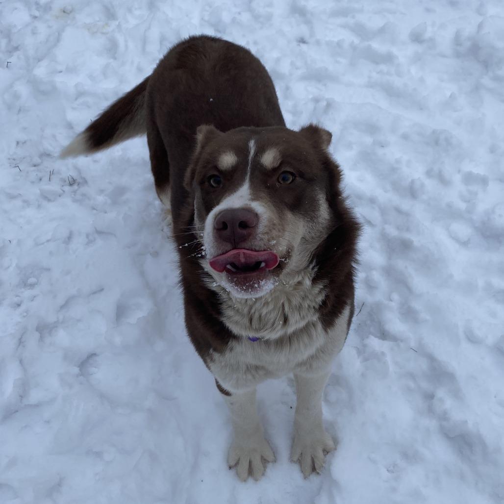 Enlarge Summit, a Adoptable mixed breed in Wadena, MN image 5/6
