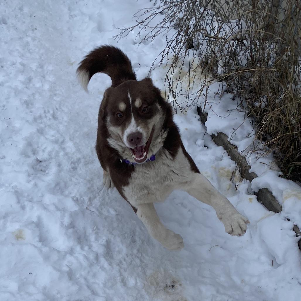 Enlarge Summit, a Adoptable mixed breed in Wadena, MN image 6/6