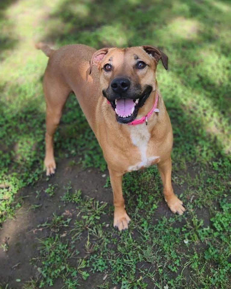 Enlarge Hazel, a Adoptable mixed breed in Broken Arrow, OK image 6/6