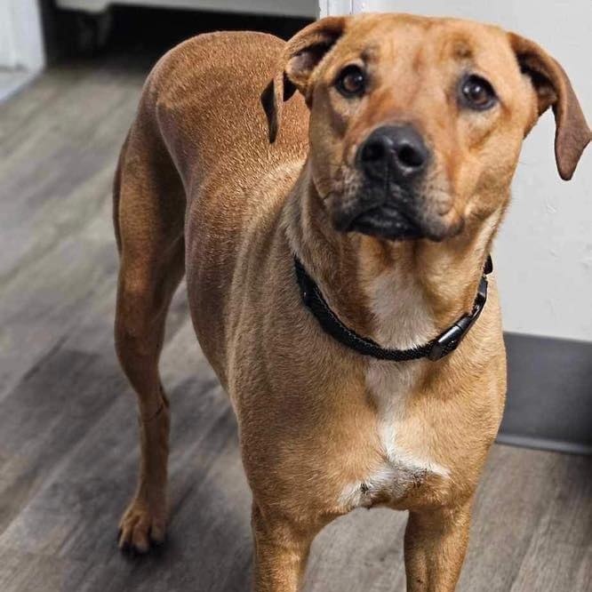 Hazel, a Adoptable mixed breed in Broken Arrow, OK image 2/6