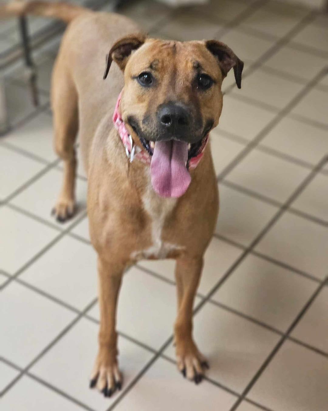 Hazel, Adoptable, Adult Female Labrador Retriever.