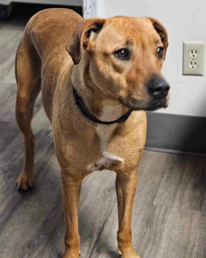 Hazel, a Adoptable mixed breed in Broken Arrow, OK image 3/6