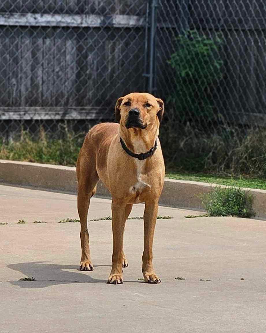 Hazel, a Adoptable mixed breed in Broken Arrow, OK image 4/6
