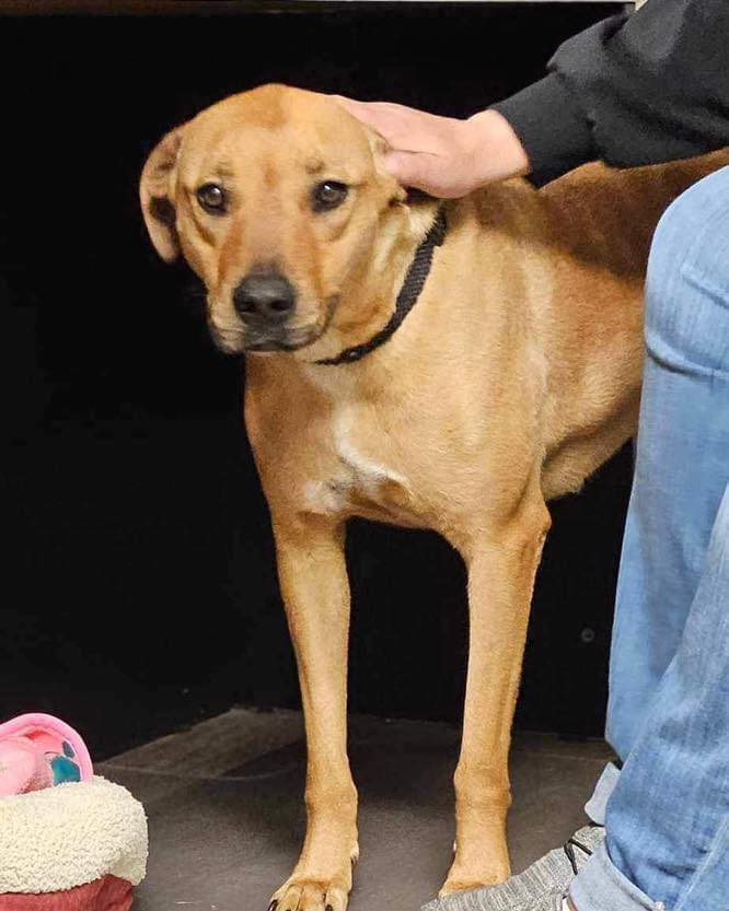 Hazel, a Adoptable mixed breed in Broken Arrow, OK image 5/6