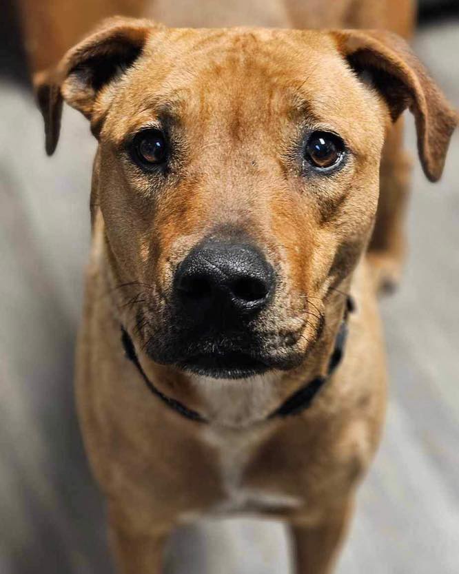 Hazel, a Adoptable mixed breed in Broken Arrow, OK image 6/6