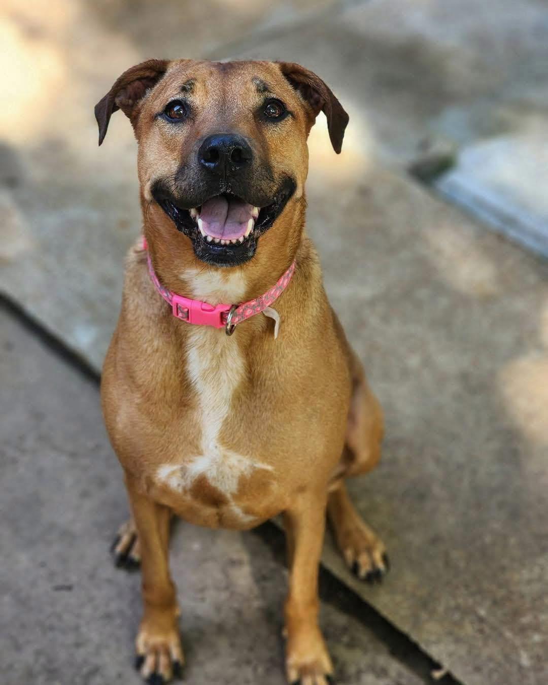 Hazel, Adoptable, Adult Female Labrador Retriever.