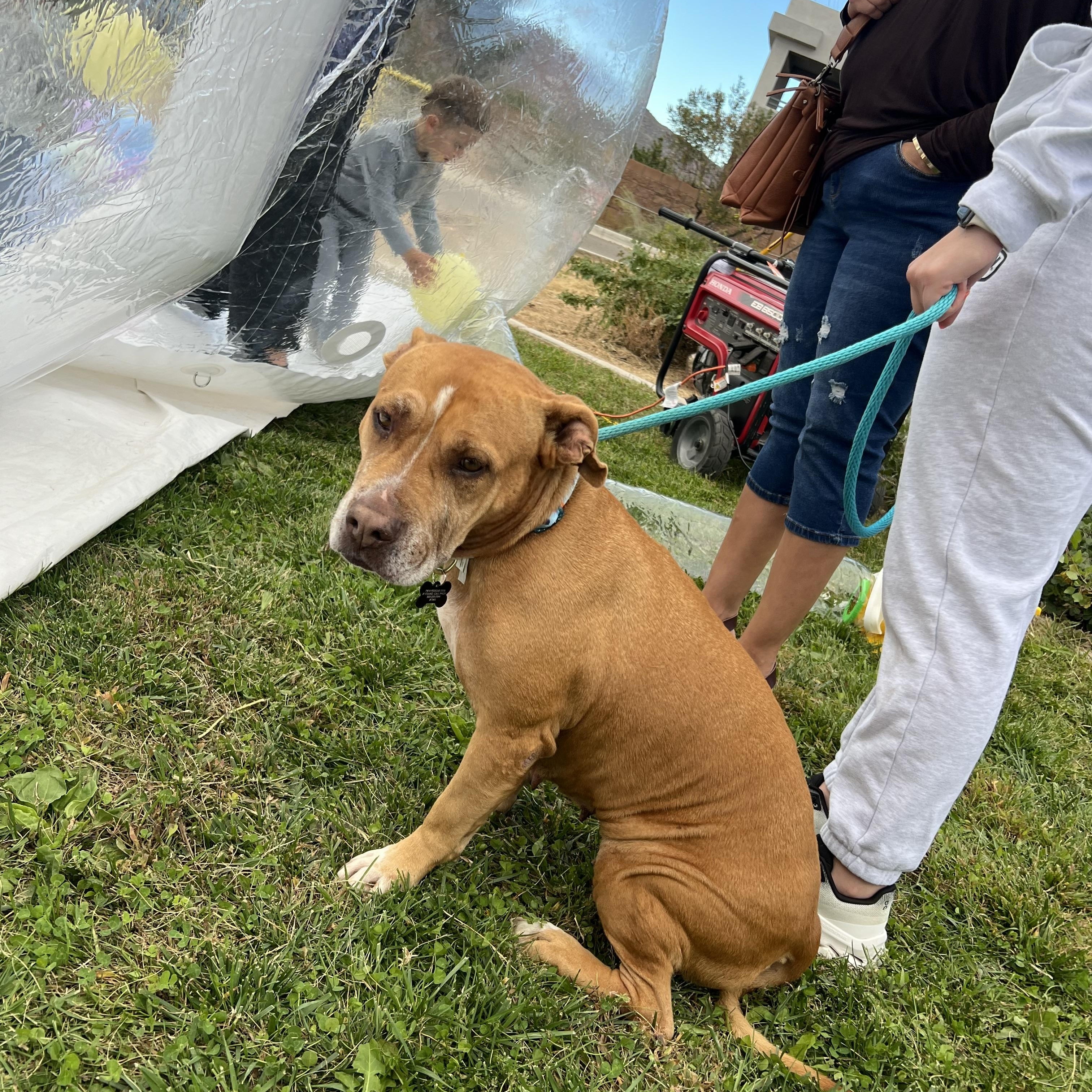 Sally, an adoptable mixed breed in Albuquerque, NM image 2/5