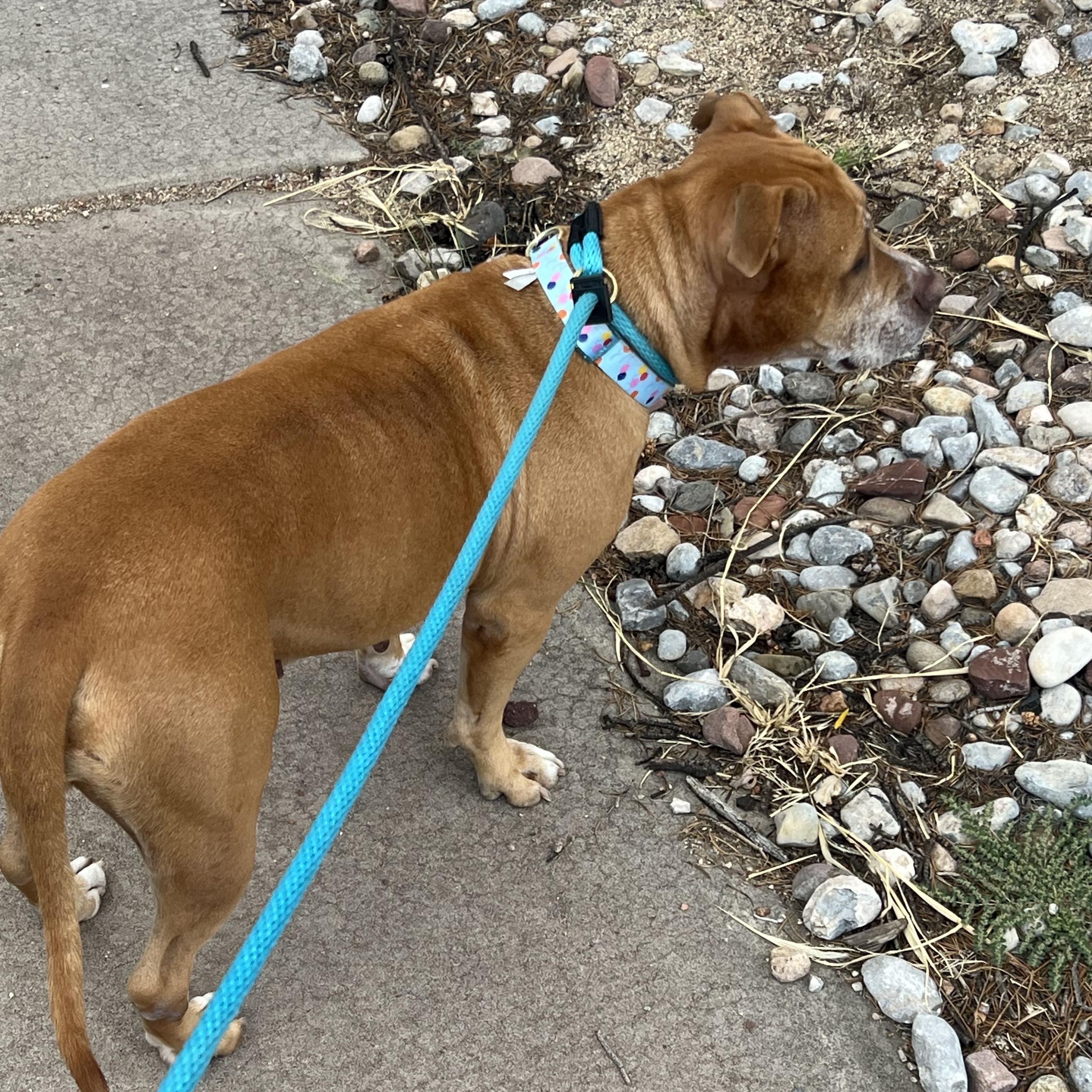 Sally, an adoptable mixed breed in Albuquerque, NM image 4/5