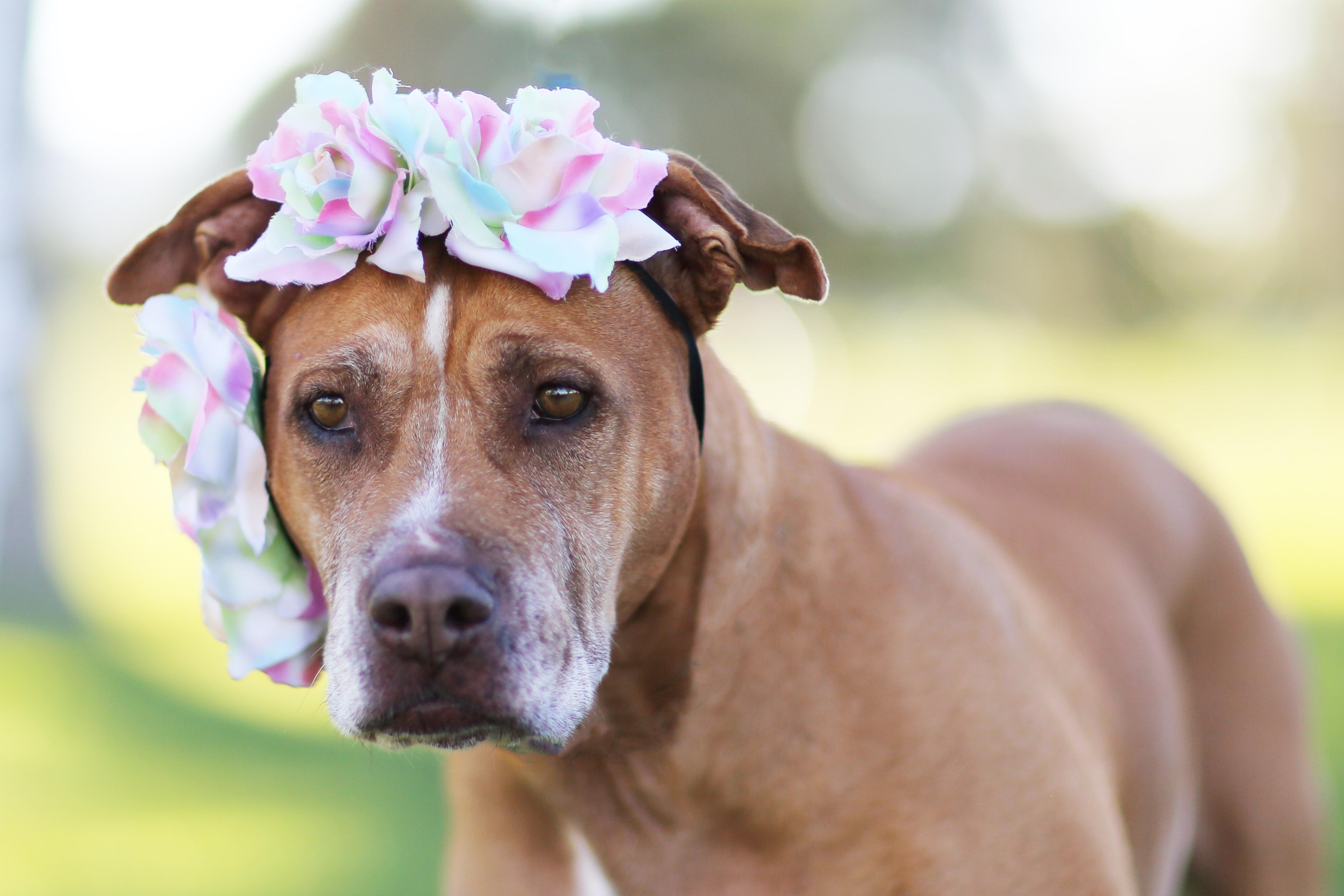 Sally, an adoptable mixed breed in Albuquerque, NM image 1/5