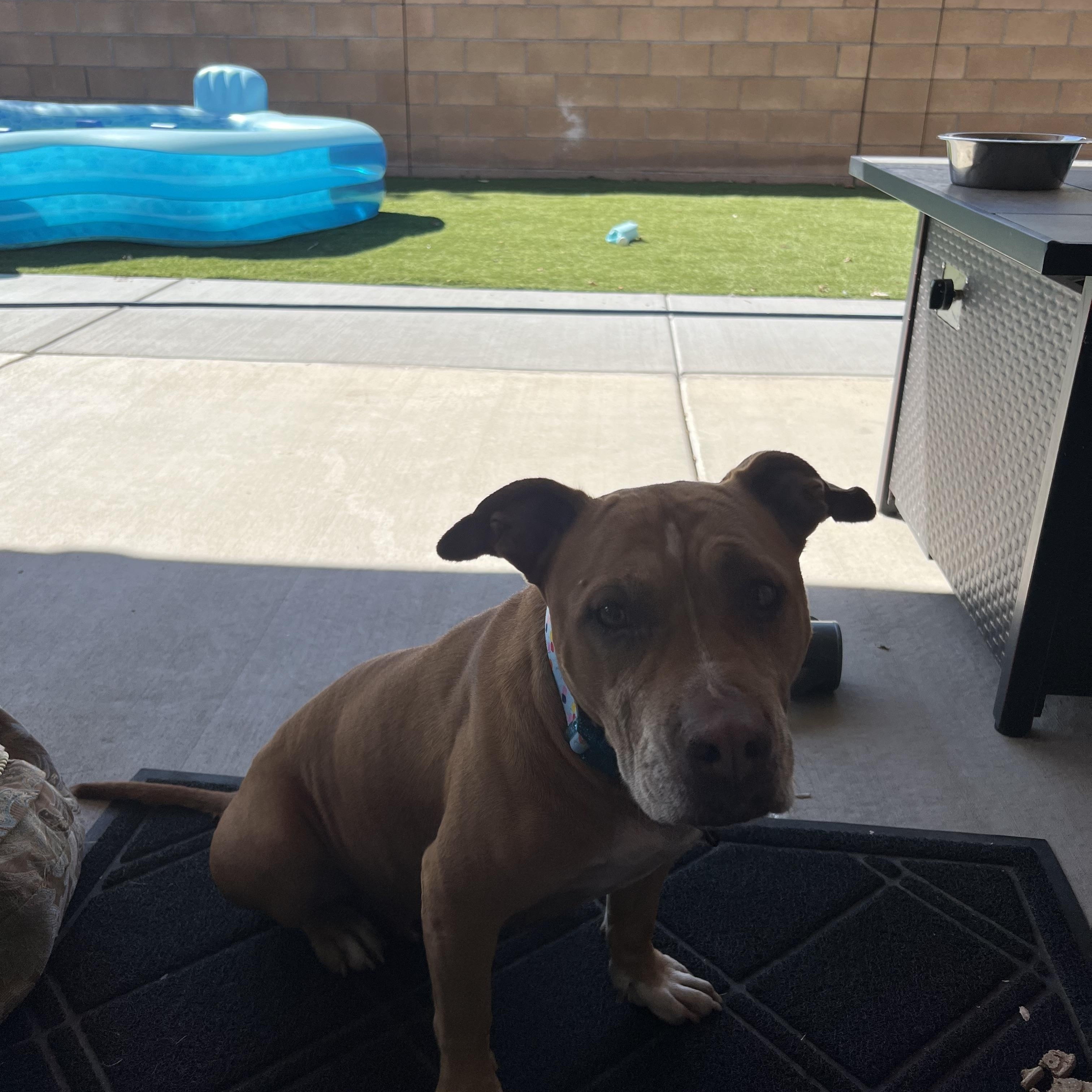 Sally, an adoptable mixed breed in Albuquerque, NM image 5/5