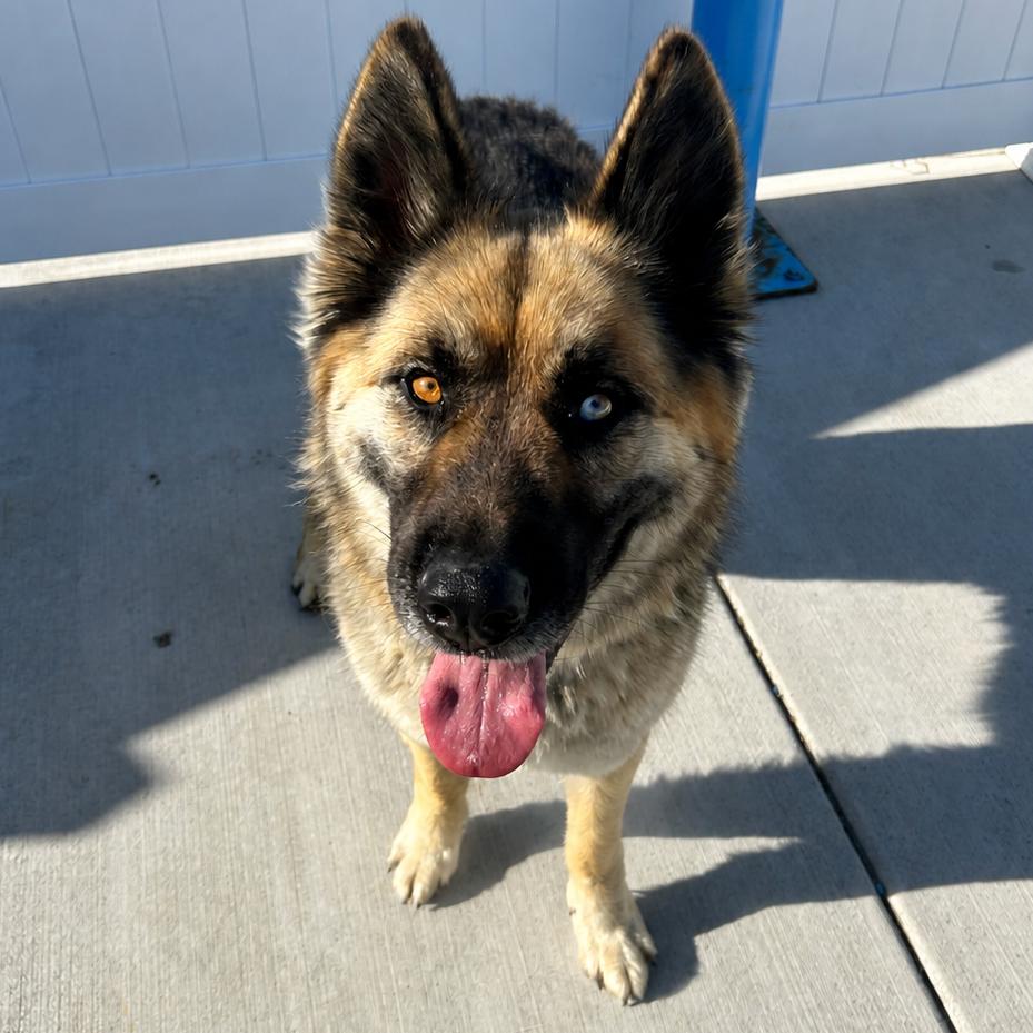Yani, Adoptable, Adult Male Shepherd & Mixed Breed.