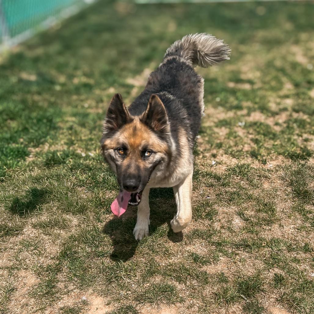 Yani, a Adoptable mixed breed in Harrisonburg, VA image 2/5