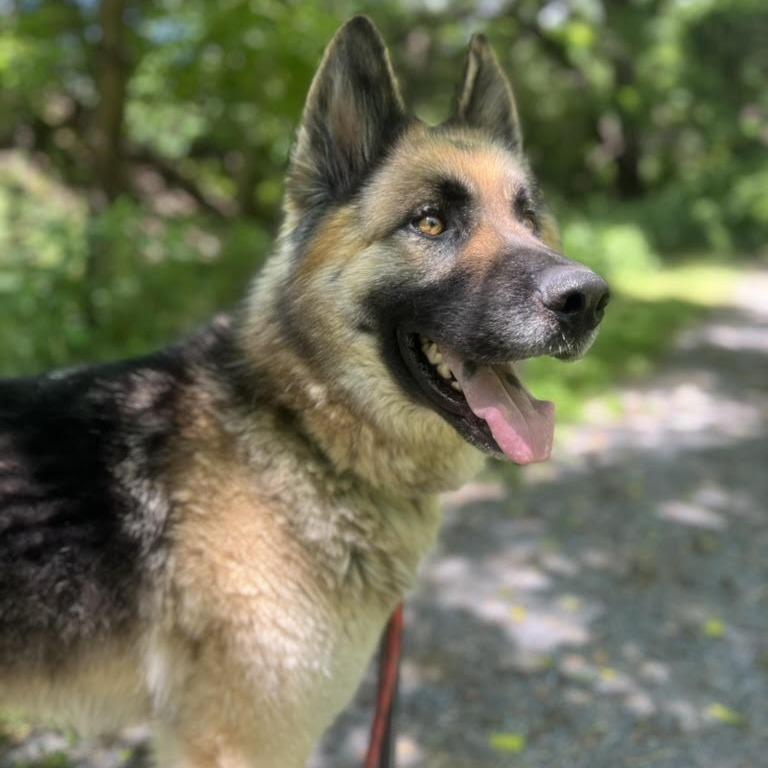 Yani, a Adoptable mixed breed in Harrisonburg, VA image 3/5