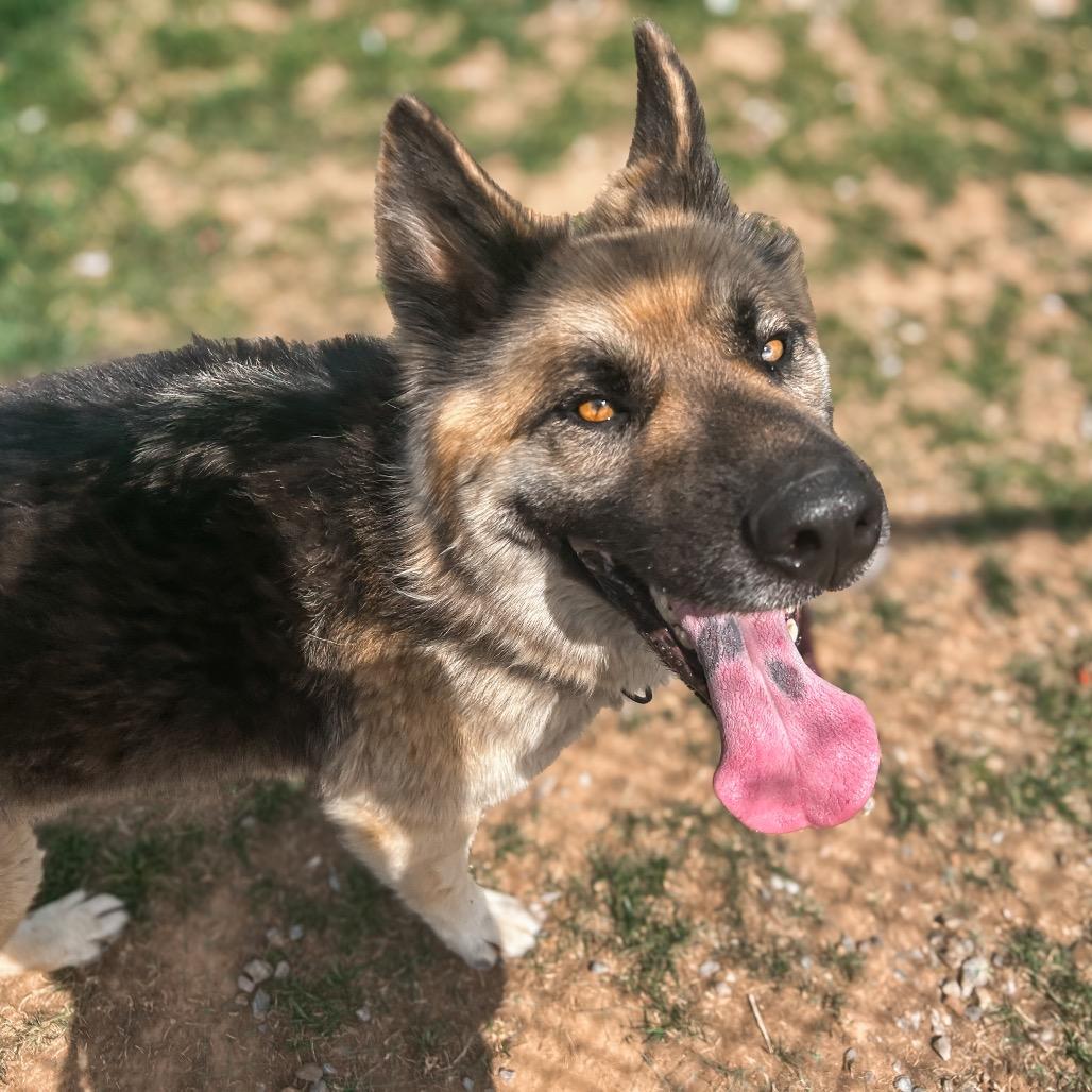 Yani, a Adoptable mixed breed in Harrisonburg, VA image 4/5