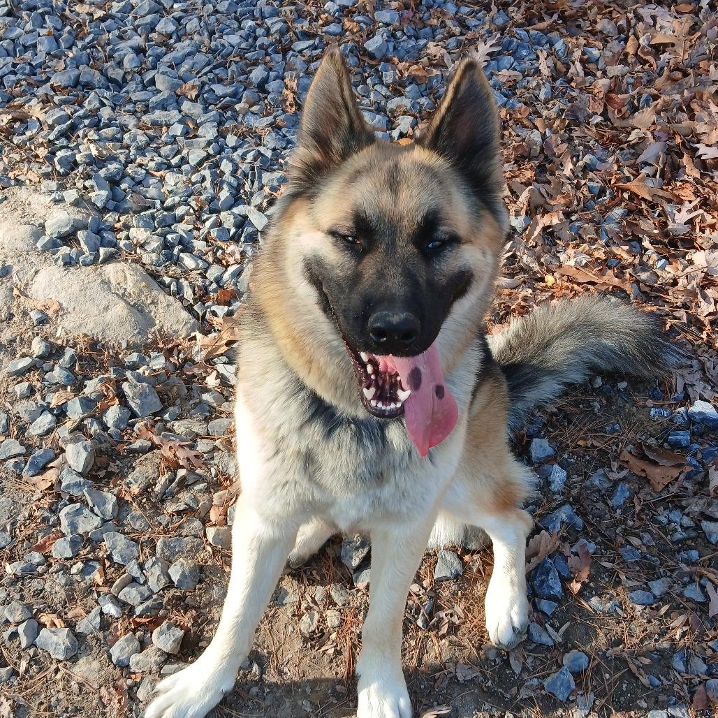 Yani, a Adoptable mixed breed in Harrisonburg, VA image 5/5
