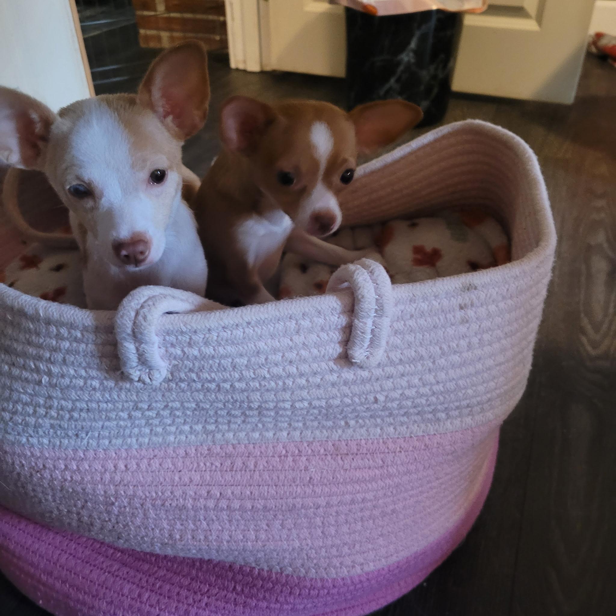 Enlarge Bonchon, a ADOPTABLE Chihuahua in Lacey, WA image 2/5