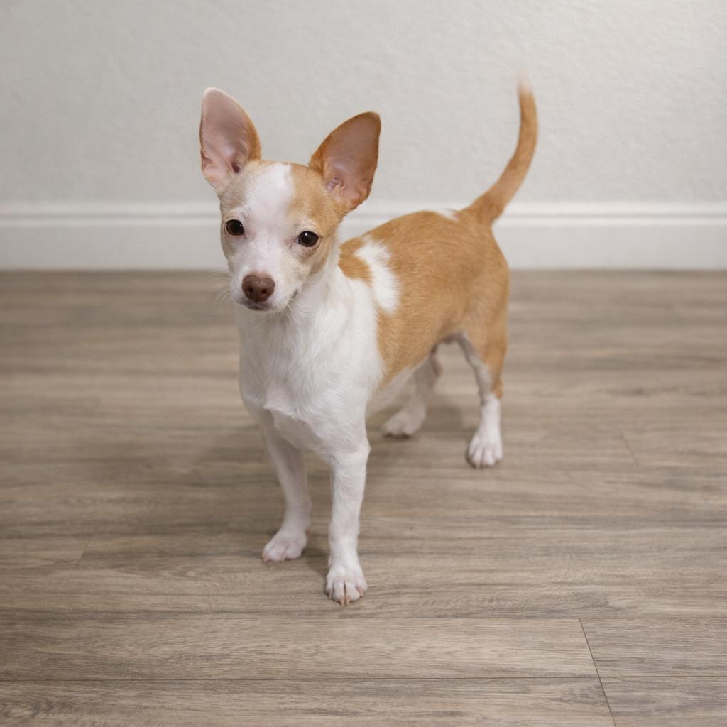 Enlarge Bonchon, a ADOPTABLE Chihuahua in Lacey, WA image 5/5