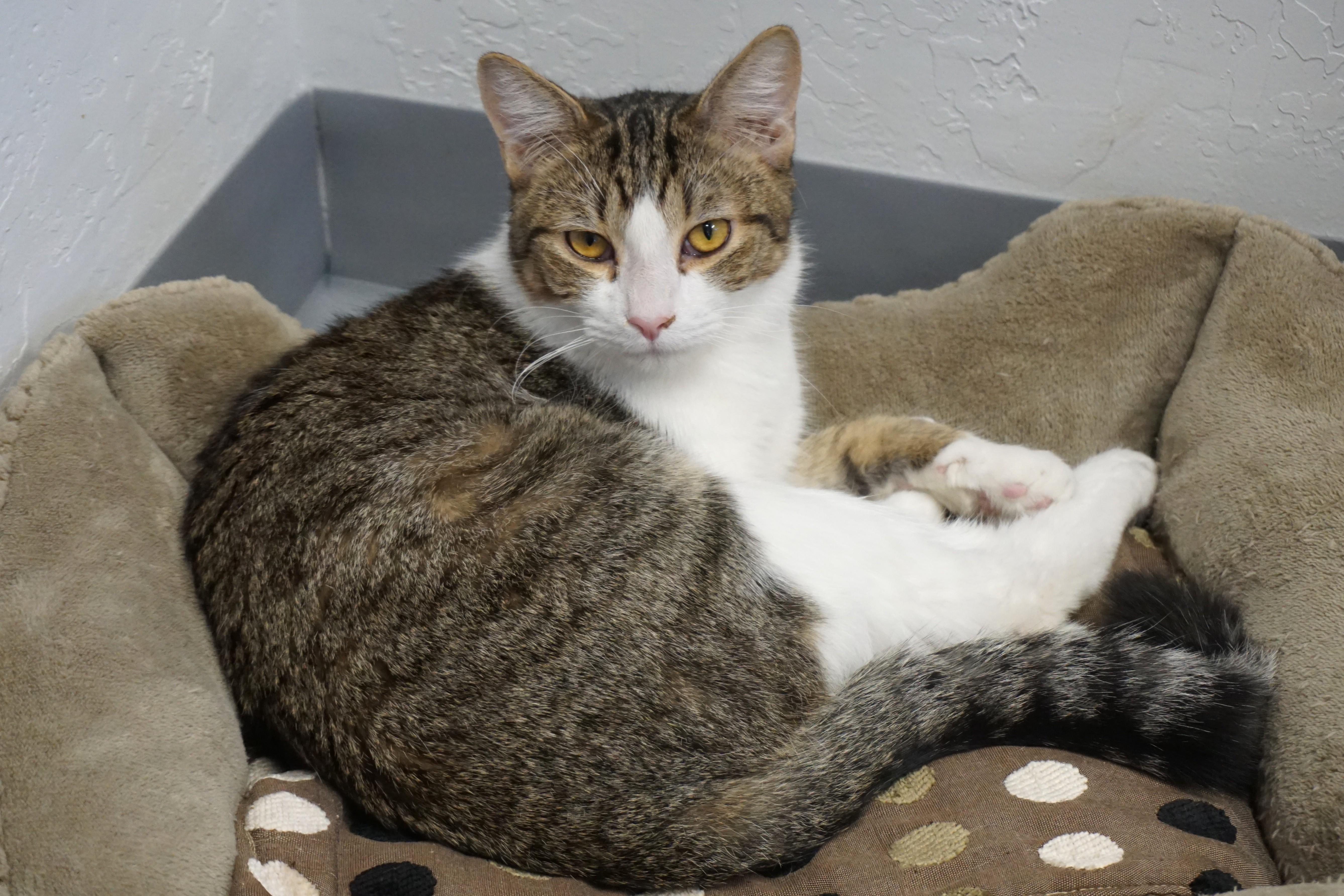 Enlarge Blue Moon, an adoptable Domestic Short Hair in Fountain Hills, AZ image 2/6