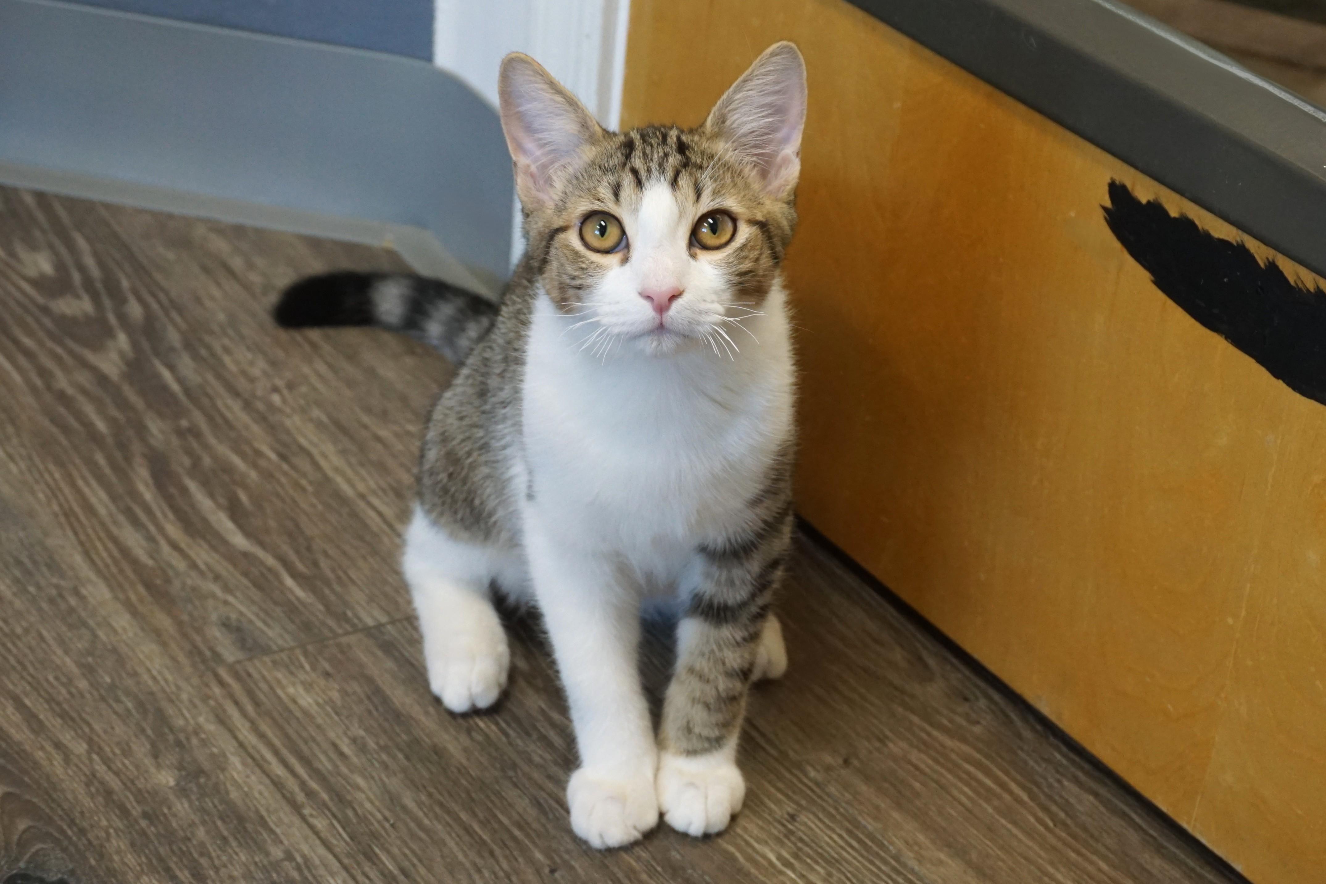 Blue Moon, a Adoptable Domestic Short Hair in Fountain Hills, AZ image 2/6