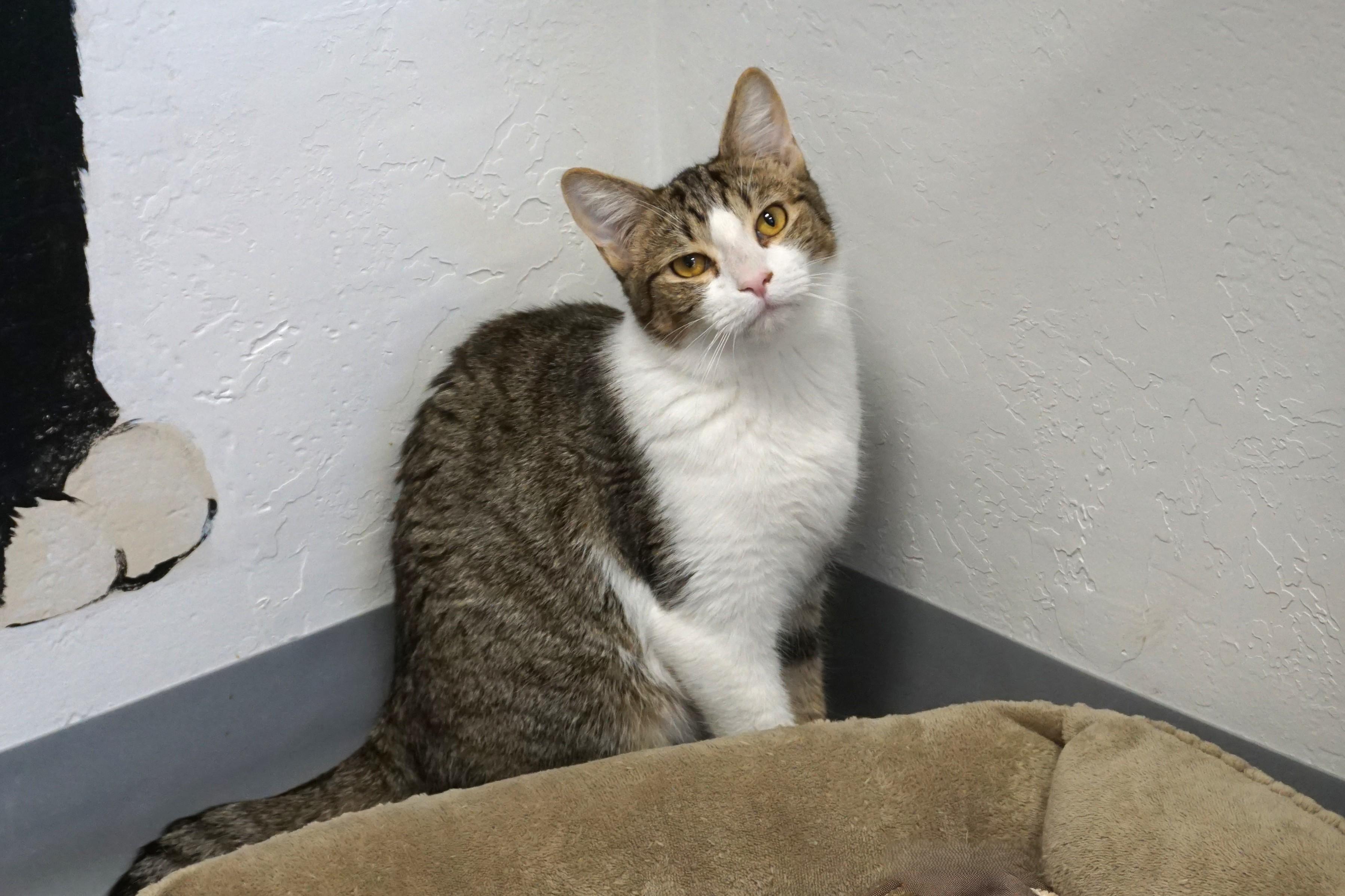 Enlarge Blue Moon, an adoptable Domestic Short Hair in Fountain Hills, AZ image 3/6