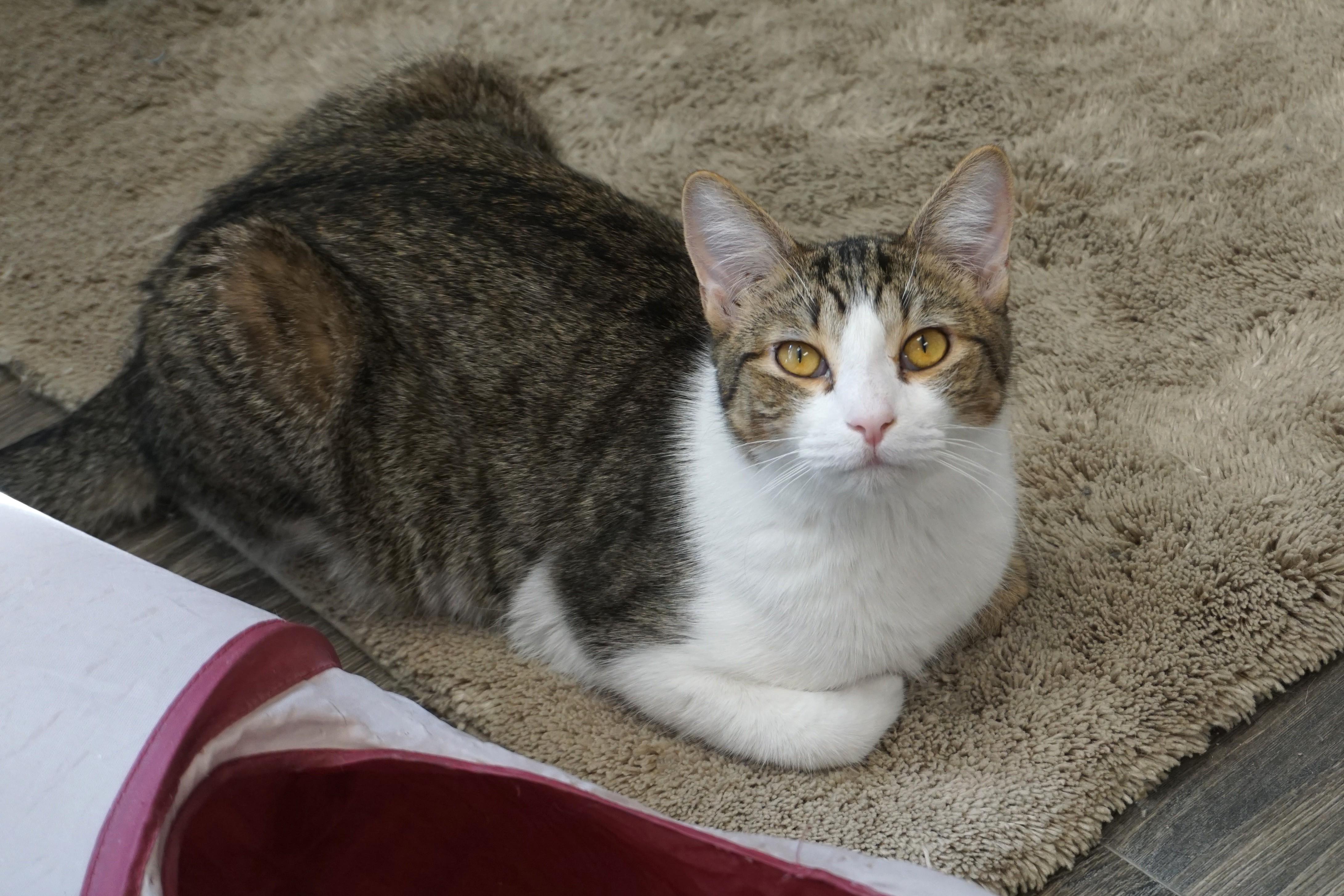 Enlarge Blue Moon, an adopted Domestic Short Hair in Fountain Hills, AZ image 2/6