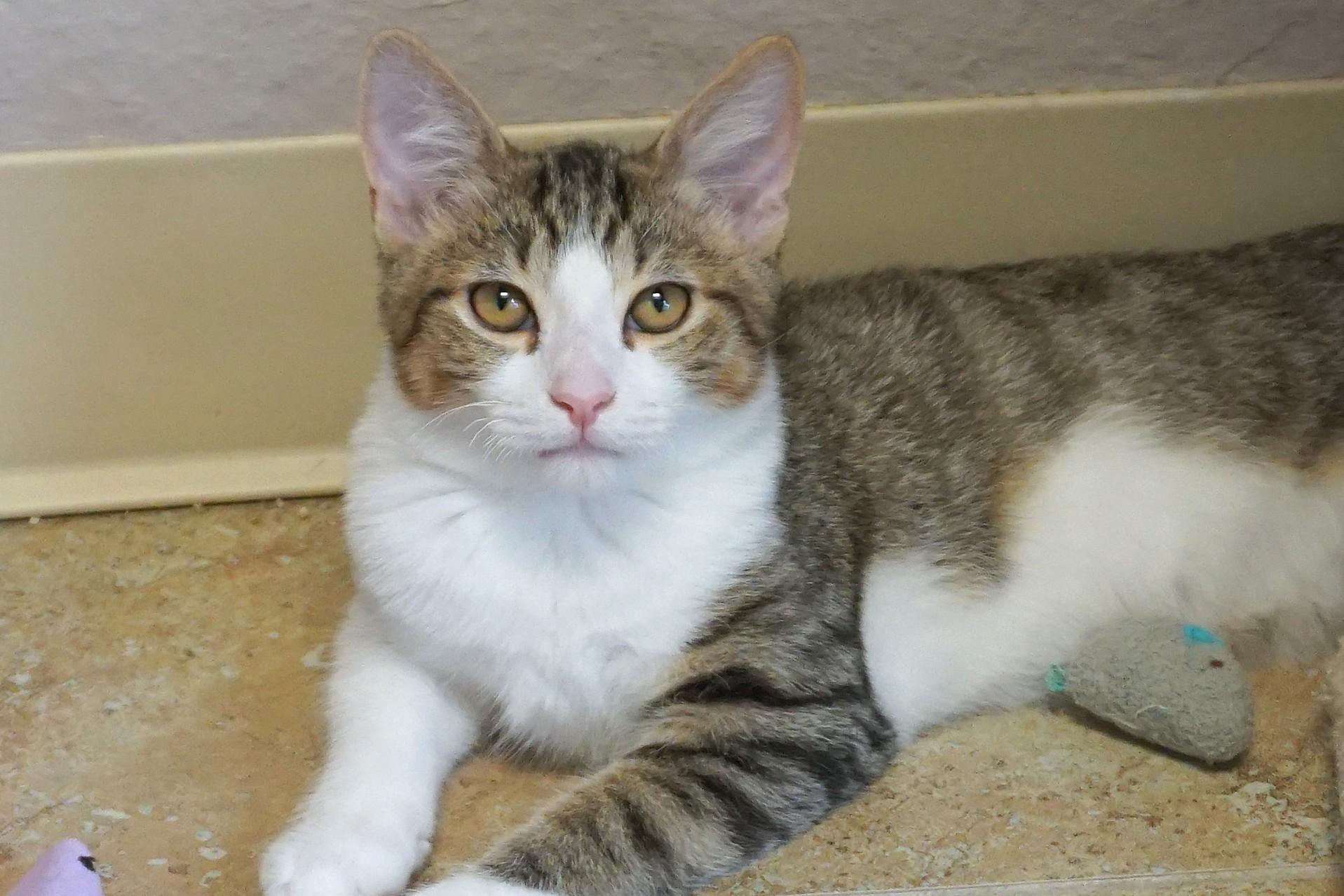 Blue Moon, a Adoptable Domestic Short Hair in Fountain Hills, AZ image 4/6