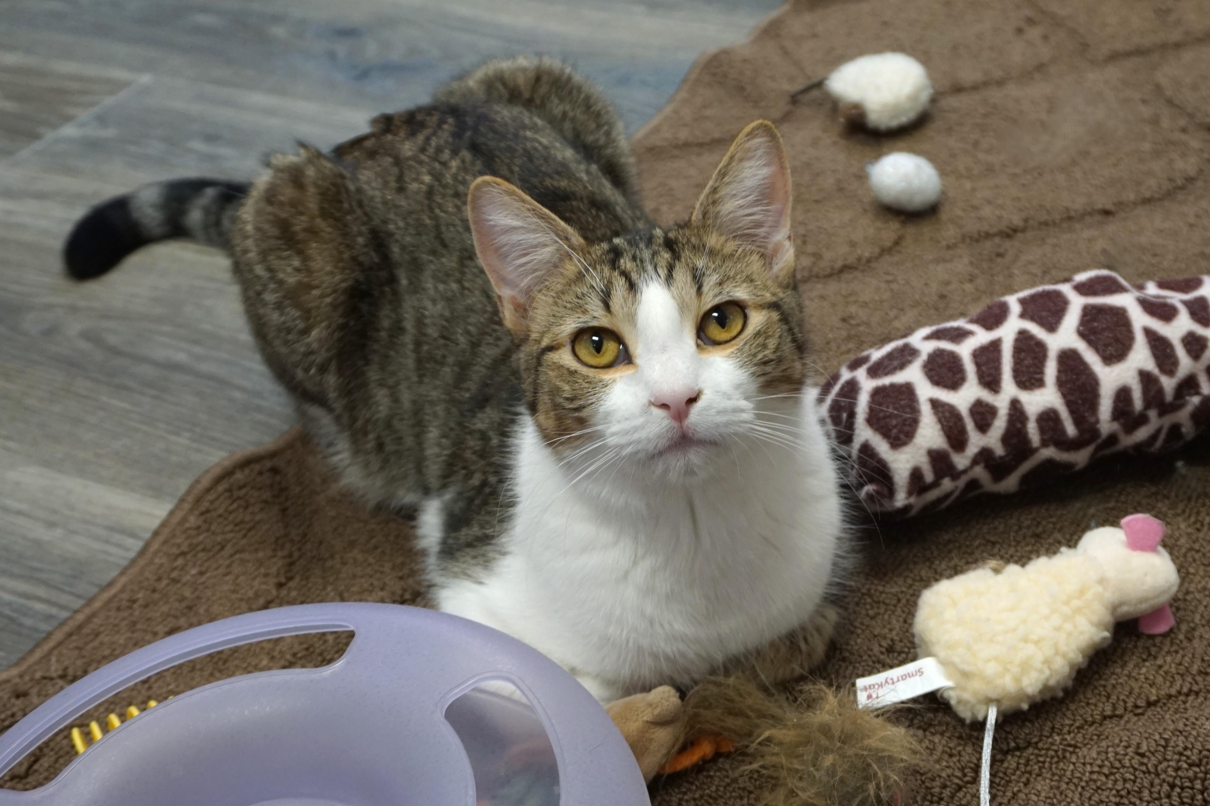 Enlarge Blue Moon, an adopted Domestic Short Hair in Fountain Hills, AZ image 1/6