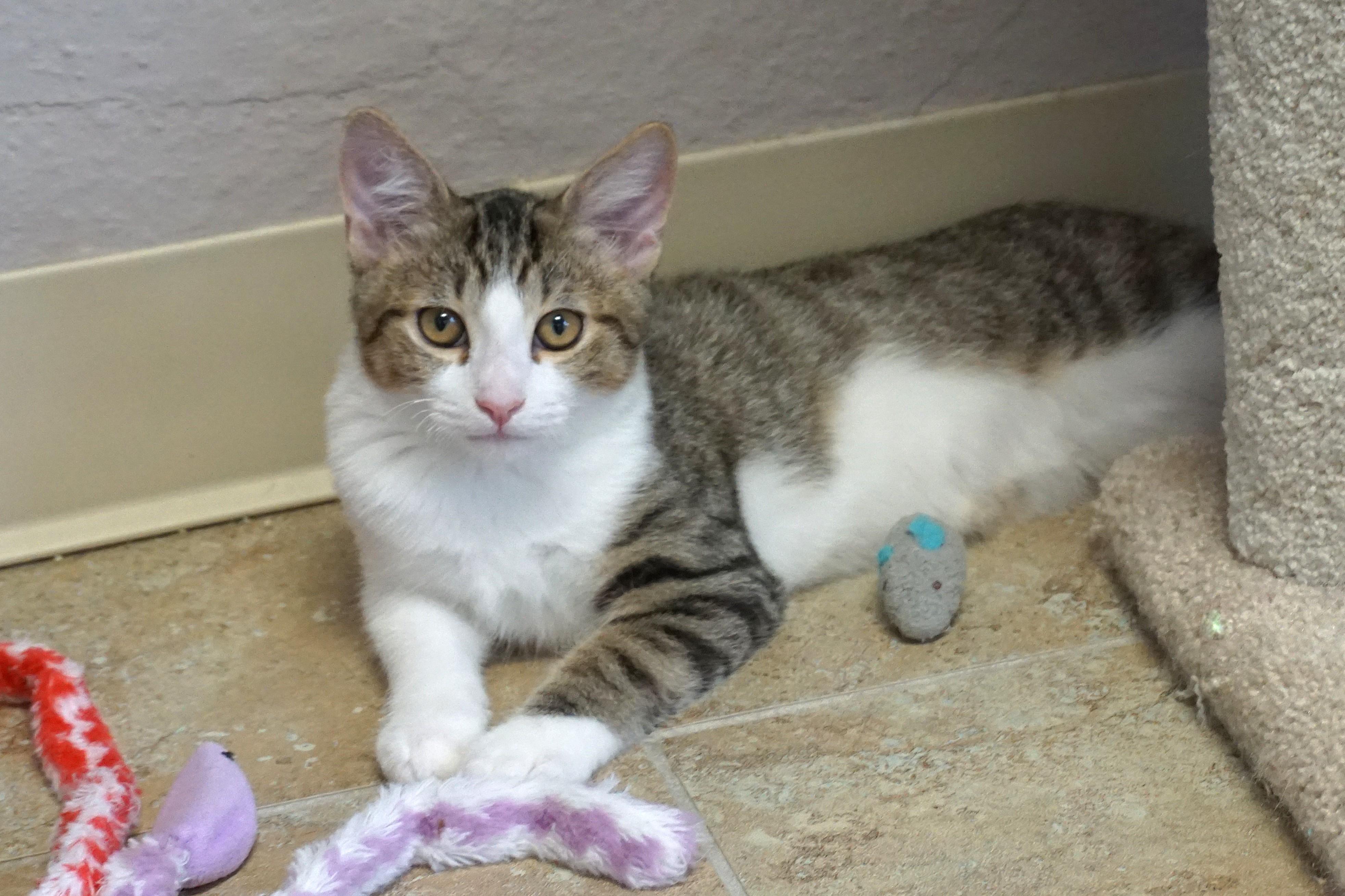 Blue Moon, a Adoptable Domestic Short Hair in Fountain Hills, AZ image 6/6