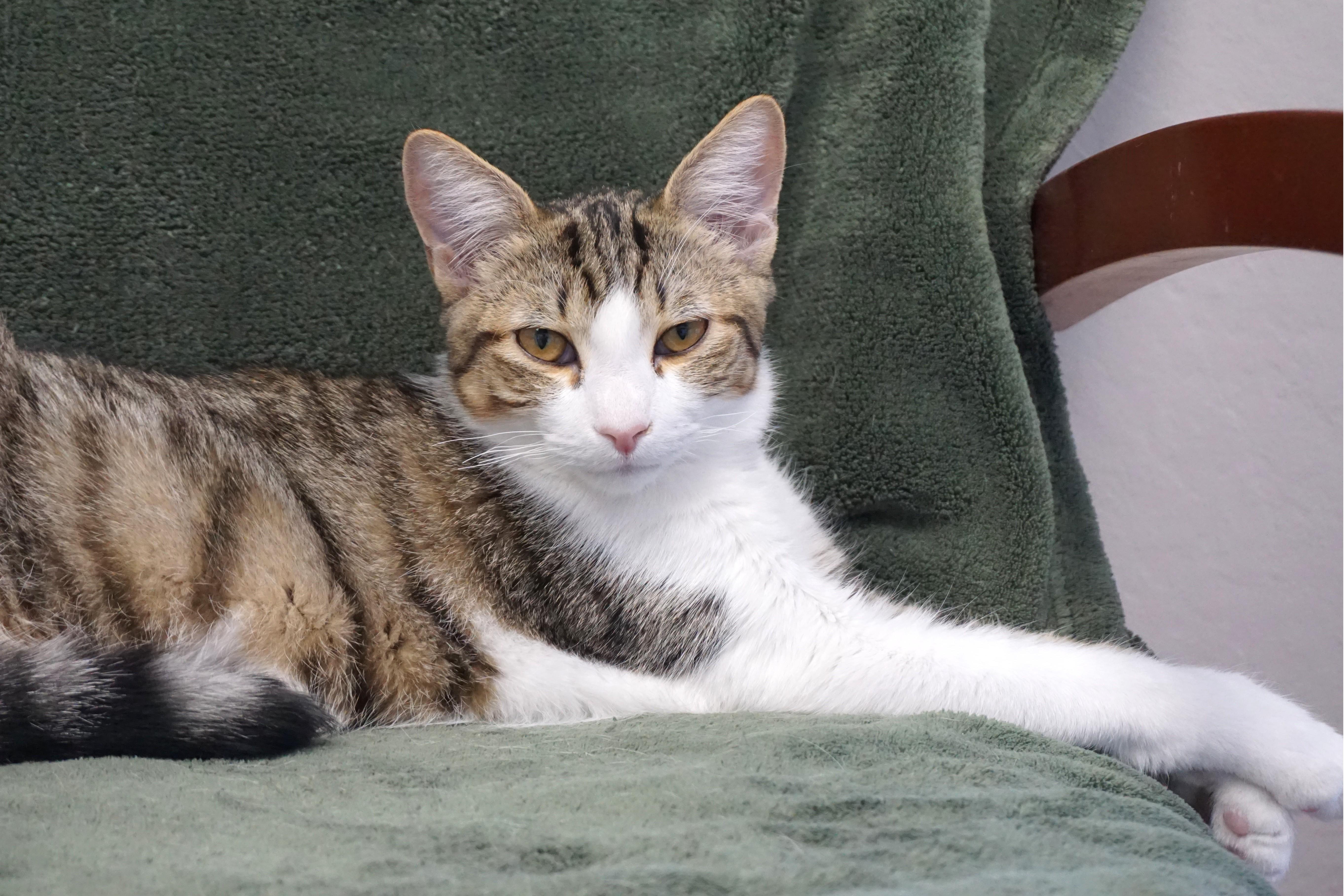 Blue Moon, Adoptable, Kitten Male Domestic Short Hair.