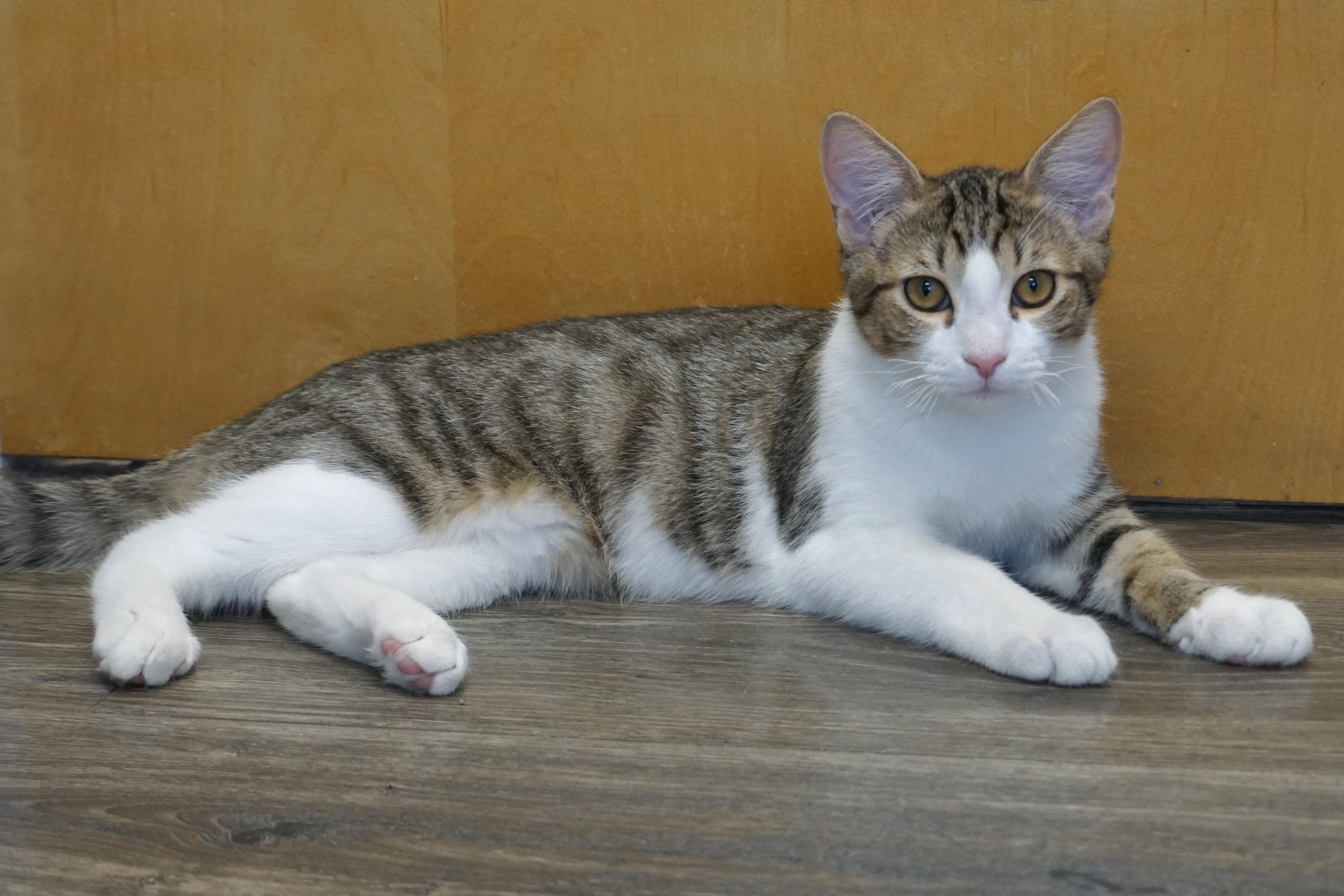 Blue Moon, a Adoptable Domestic Short Hair in Fountain Hills, AZ image 3/6