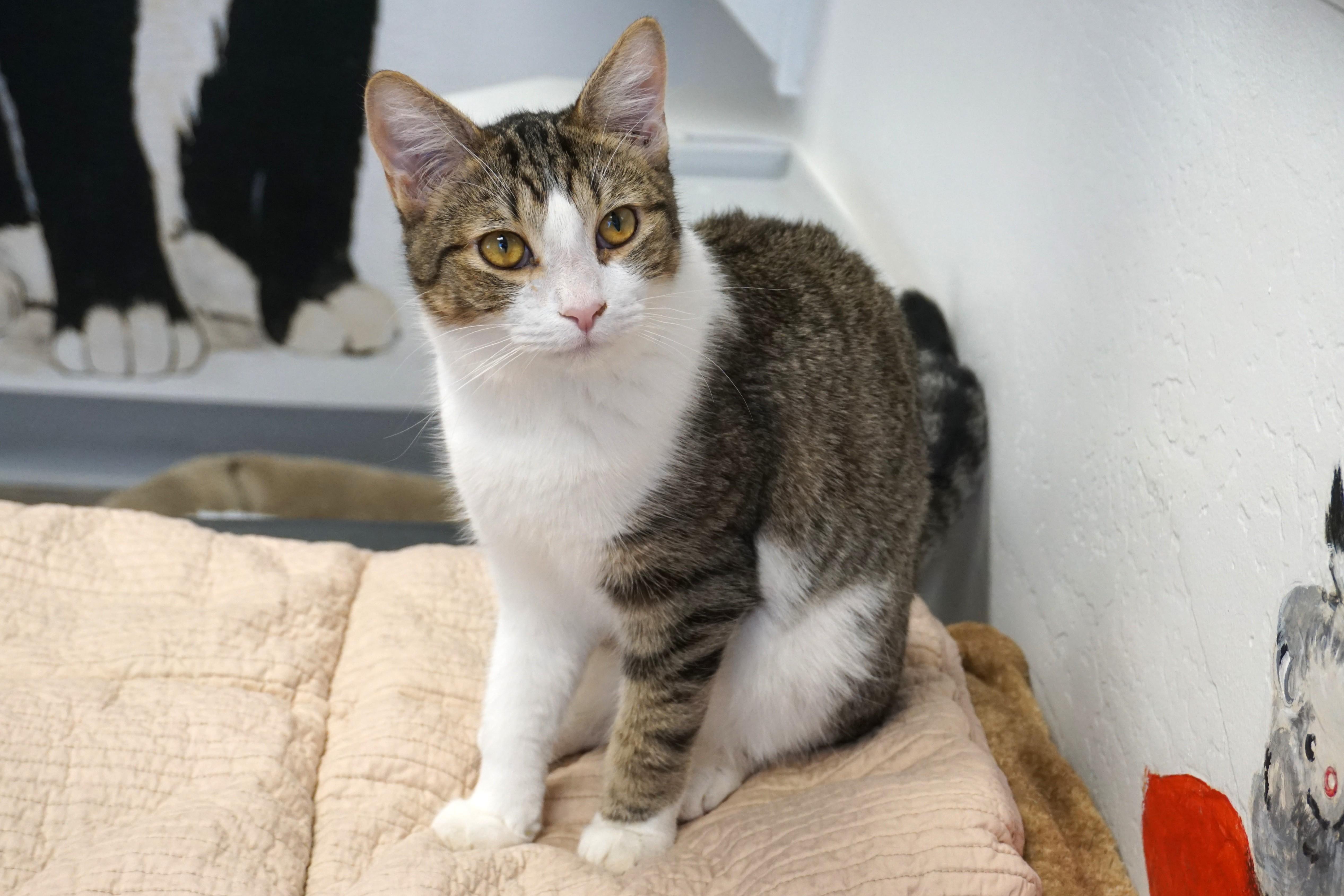 Enlarge Blue Moon, an adoptable Domestic Short Hair in Fountain Hills, AZ image 1/6