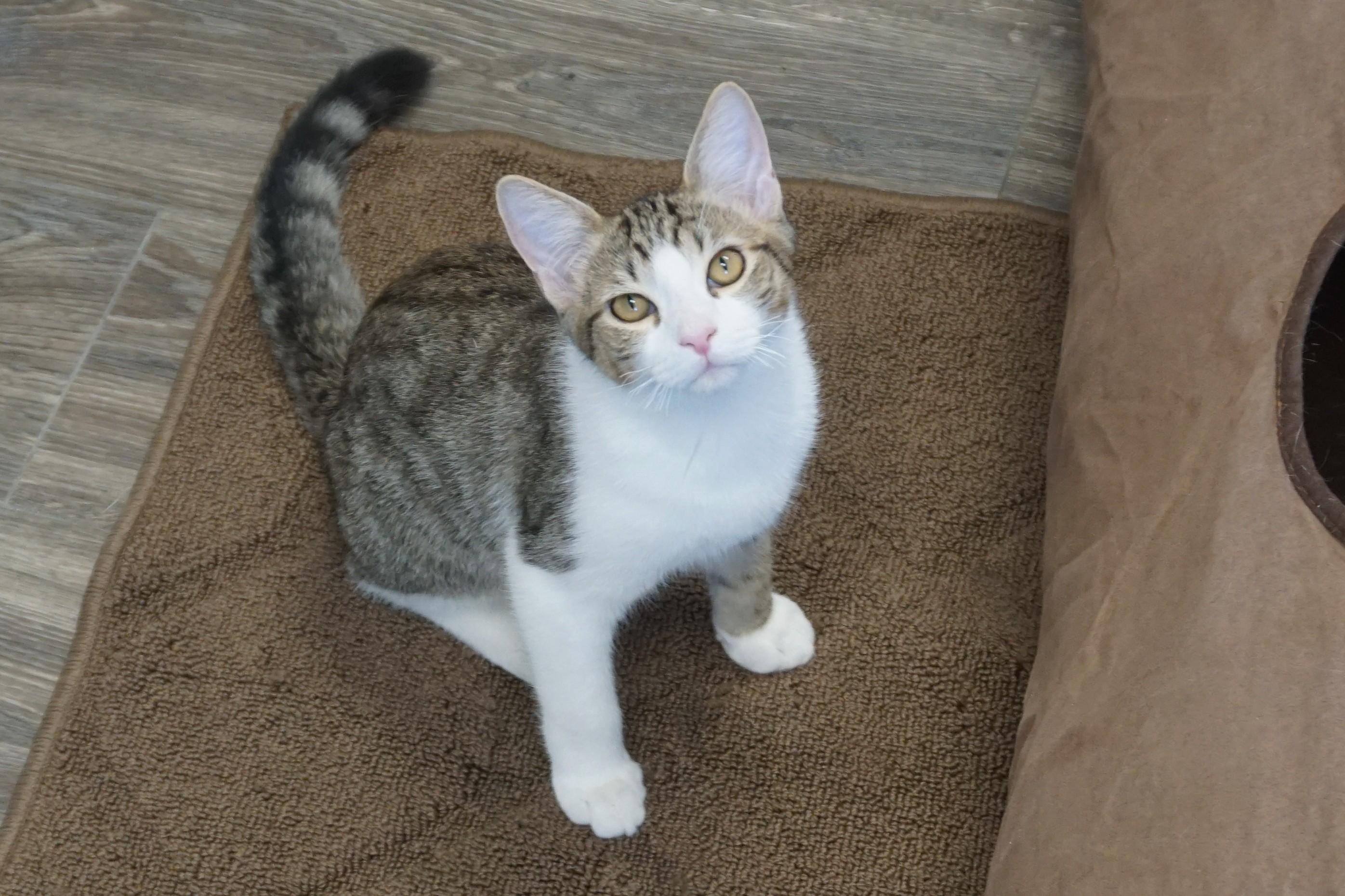 Blue Moon, a Adoptable Domestic Short Hair in Fountain Hills, AZ image 5/6