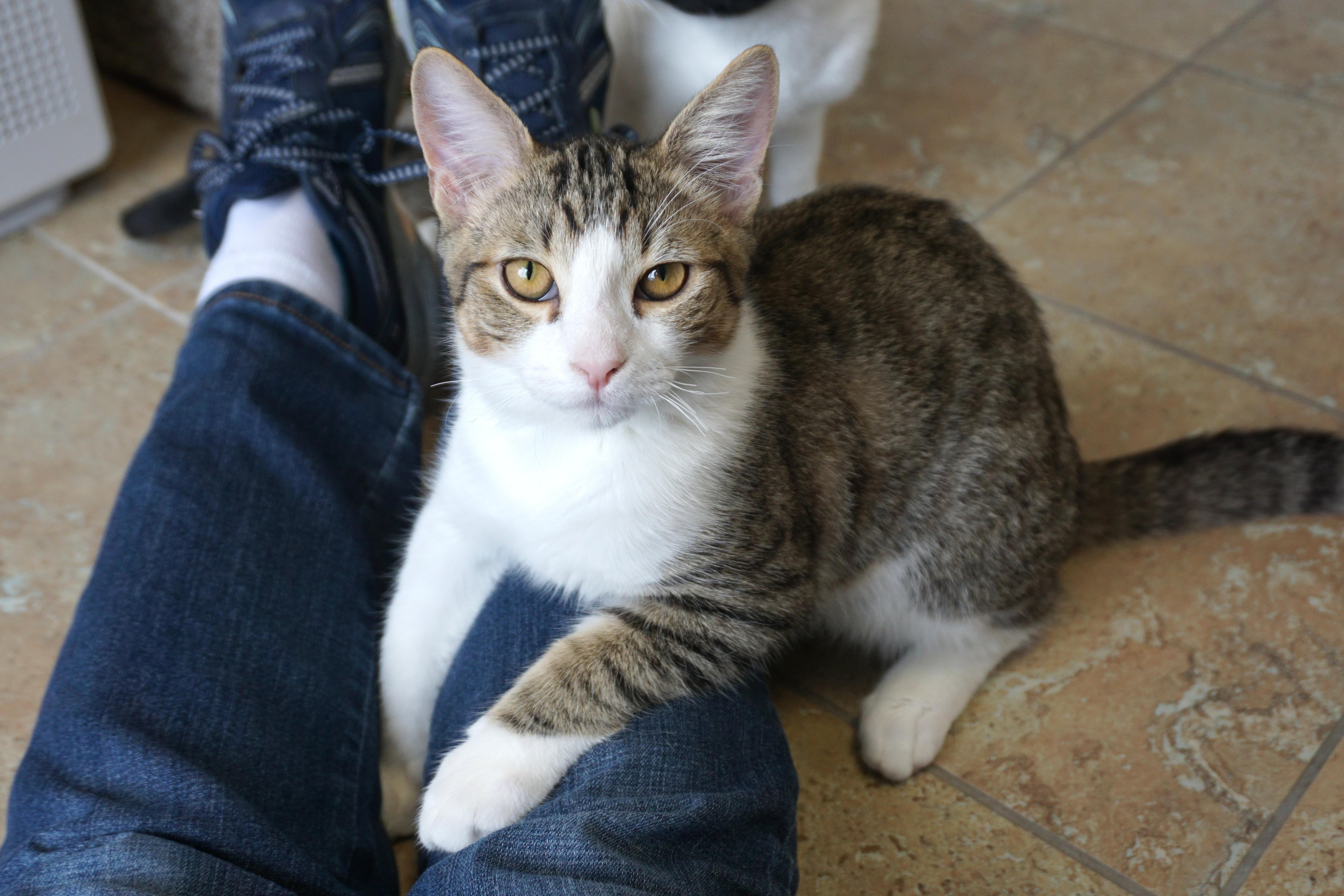 Blue Moon, Adoptable, Kitten Male Domestic Short Hair.