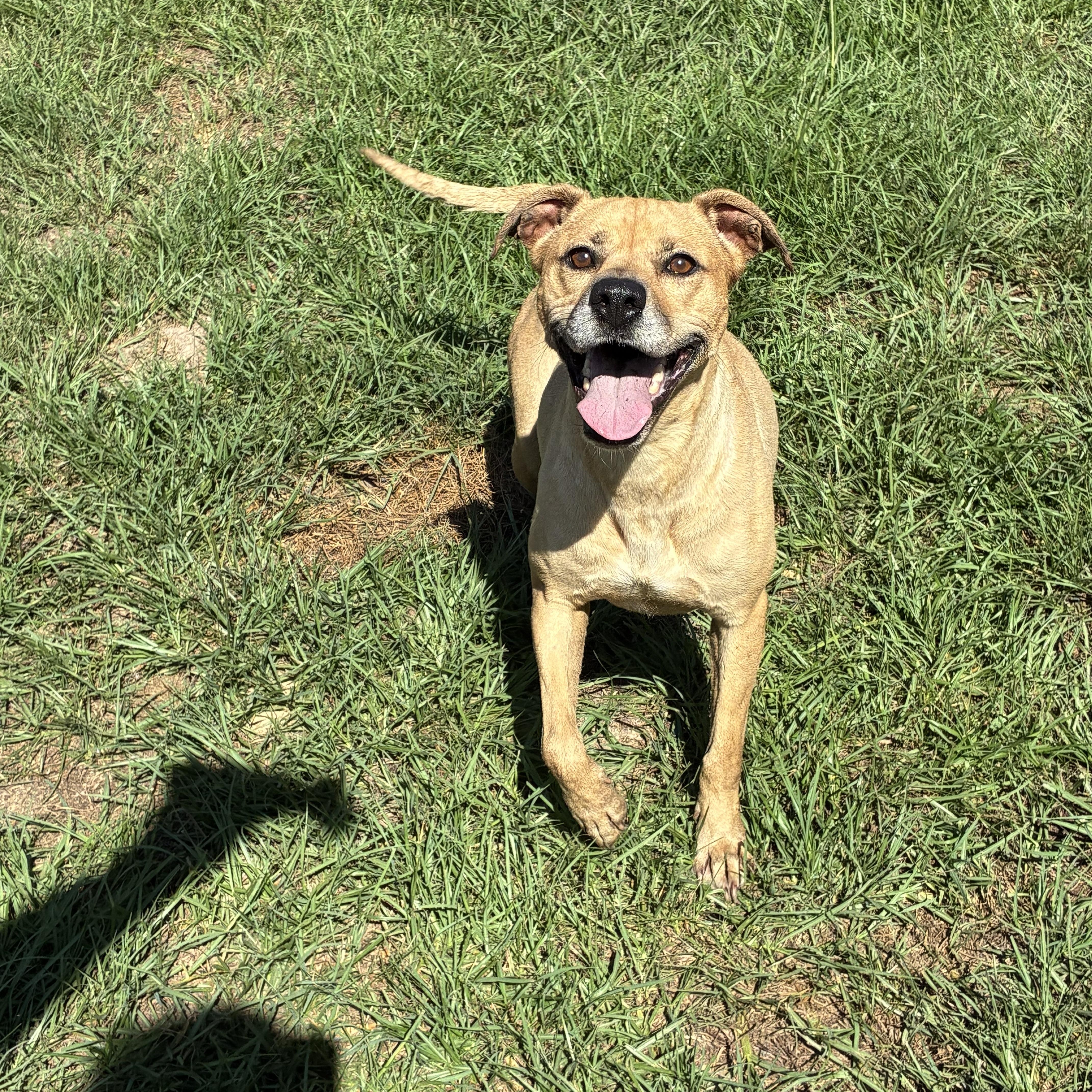 Bingo, Adoptable, Adult Female Terrier.