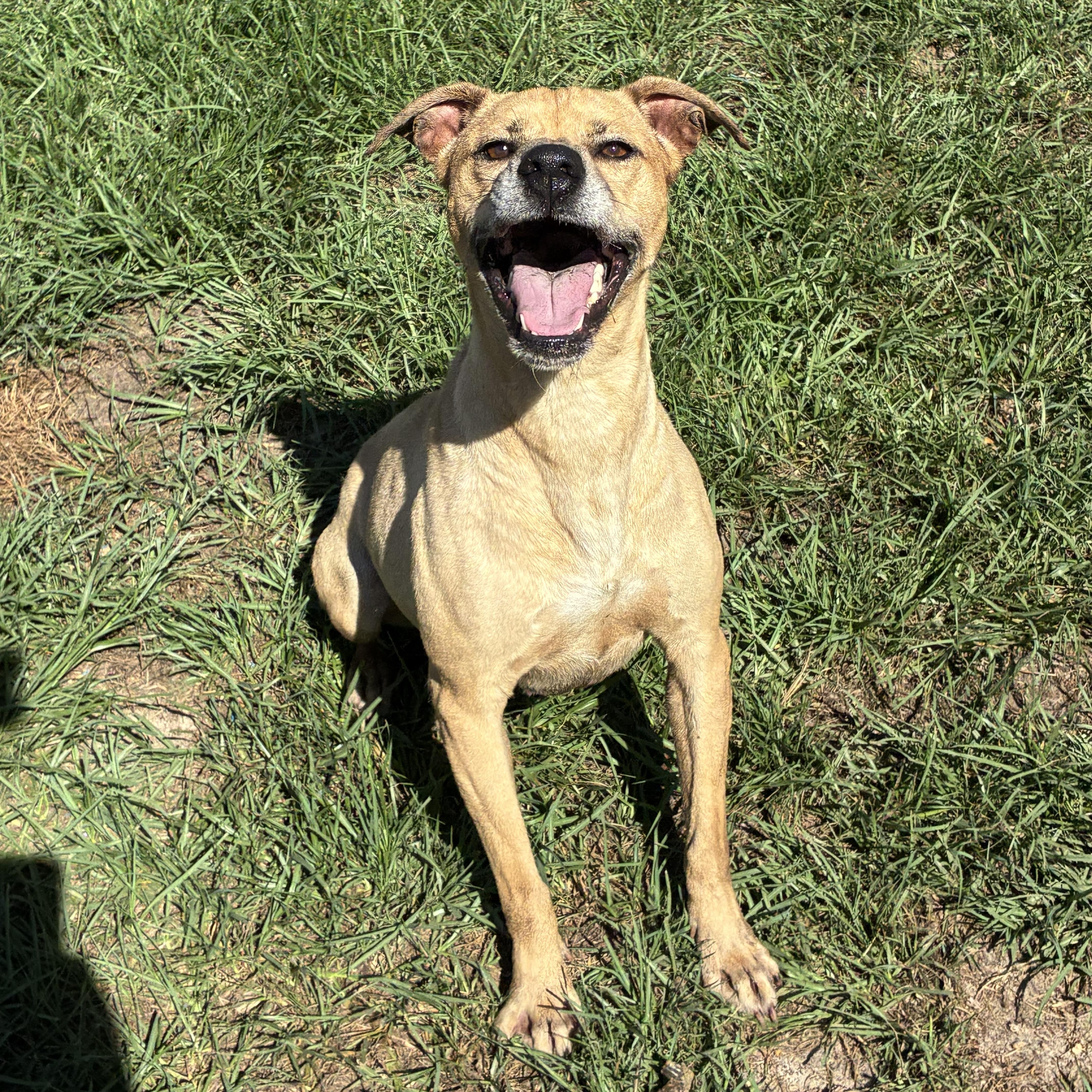 Enlarge Bingo, a Adoptable mixed breed in Bamberg, SC image 2/2