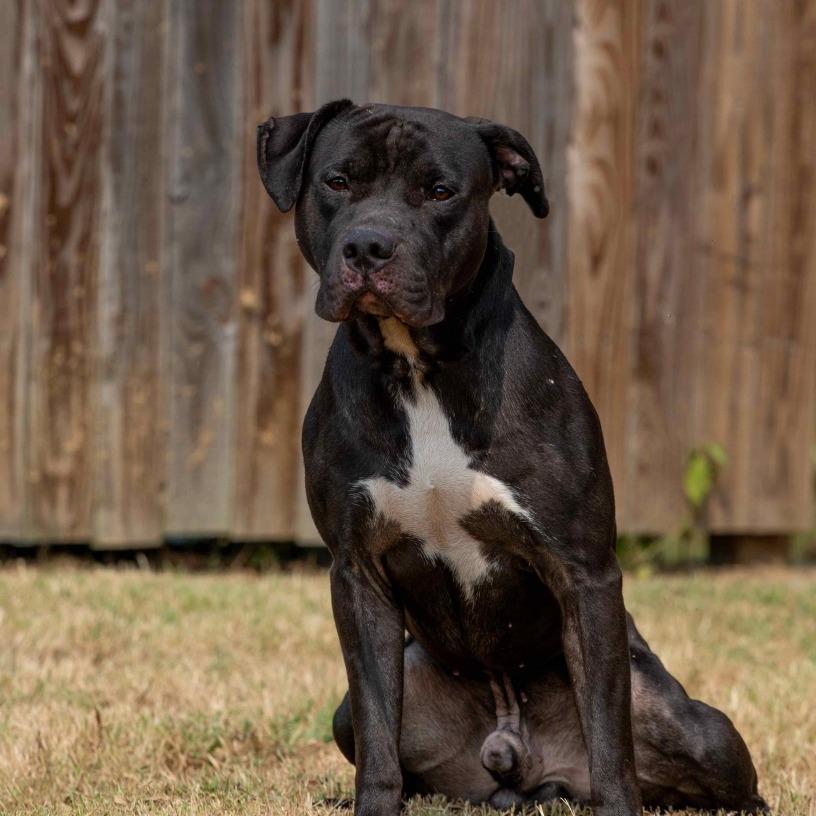 Ben, Adoptable, Young Male Pit Bull Terrier.