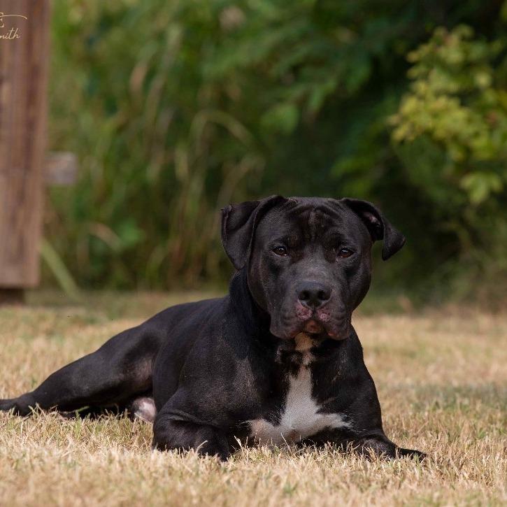Ben, a Adoptable Pit Bull Terrier in Henderson, KY image 2/4