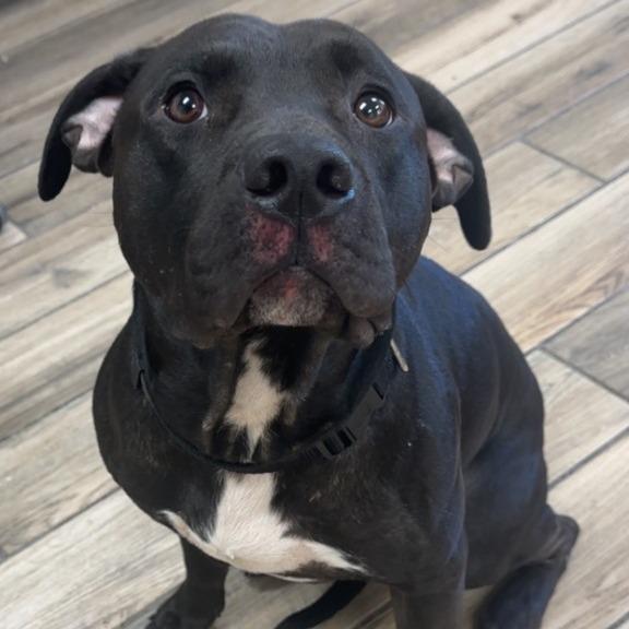 Ben, a Adoptable Pit Bull Terrier in Henderson, KY image 3/4