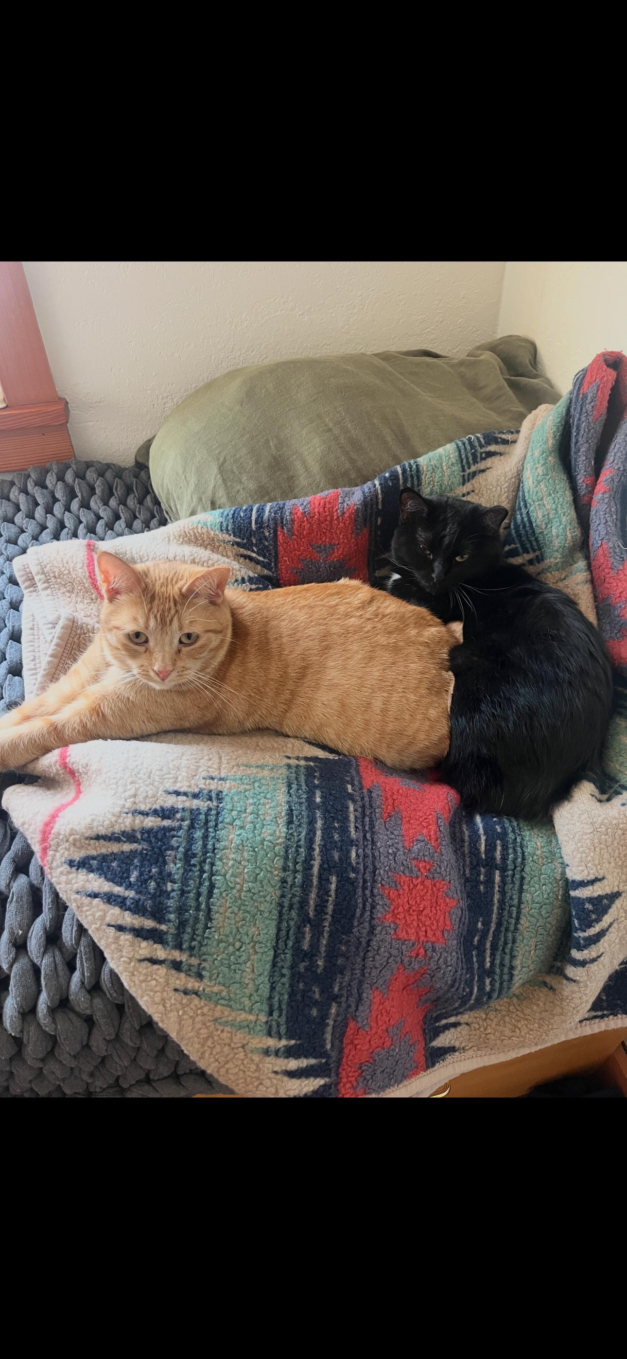 Enlarge Violet and Virginia (Ginny), a ADOPTABLE Domestic Short Hair in Missoula, MT image 1/2