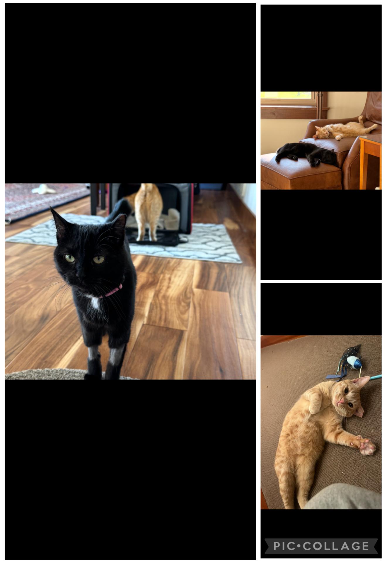 Enlarge Violet and Virginia (Ginny), a ADOPTABLE Domestic Short Hair in Missoula, MT image 2/2