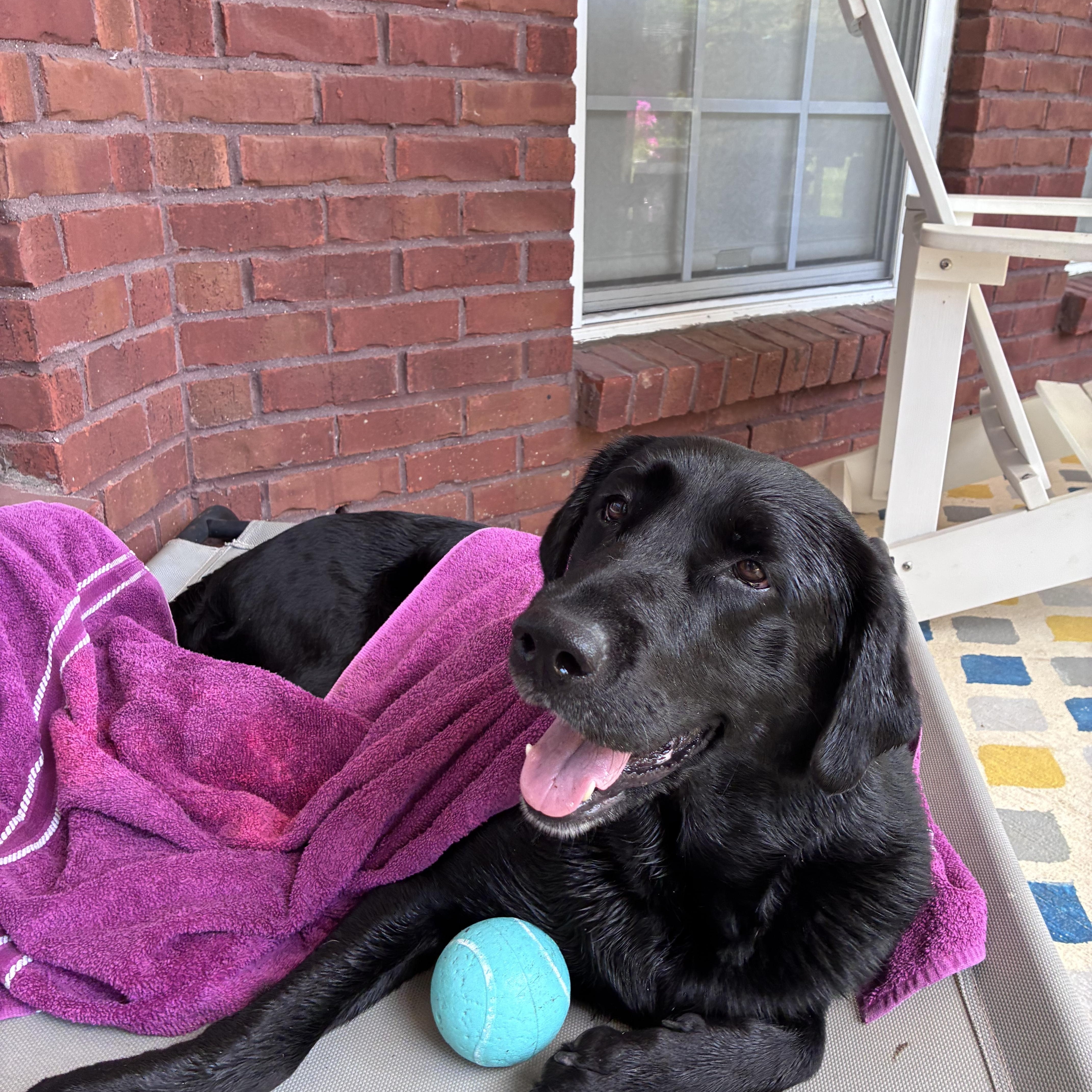 Nola- pending adoption, adopted, Adult Female Labrador Retriever.